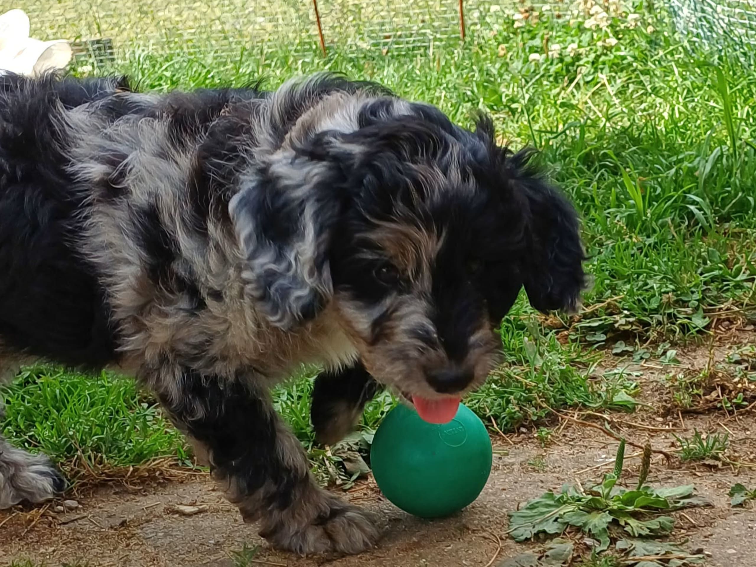 Aussiedoodle · Fredericia · Overgaards hvalpe