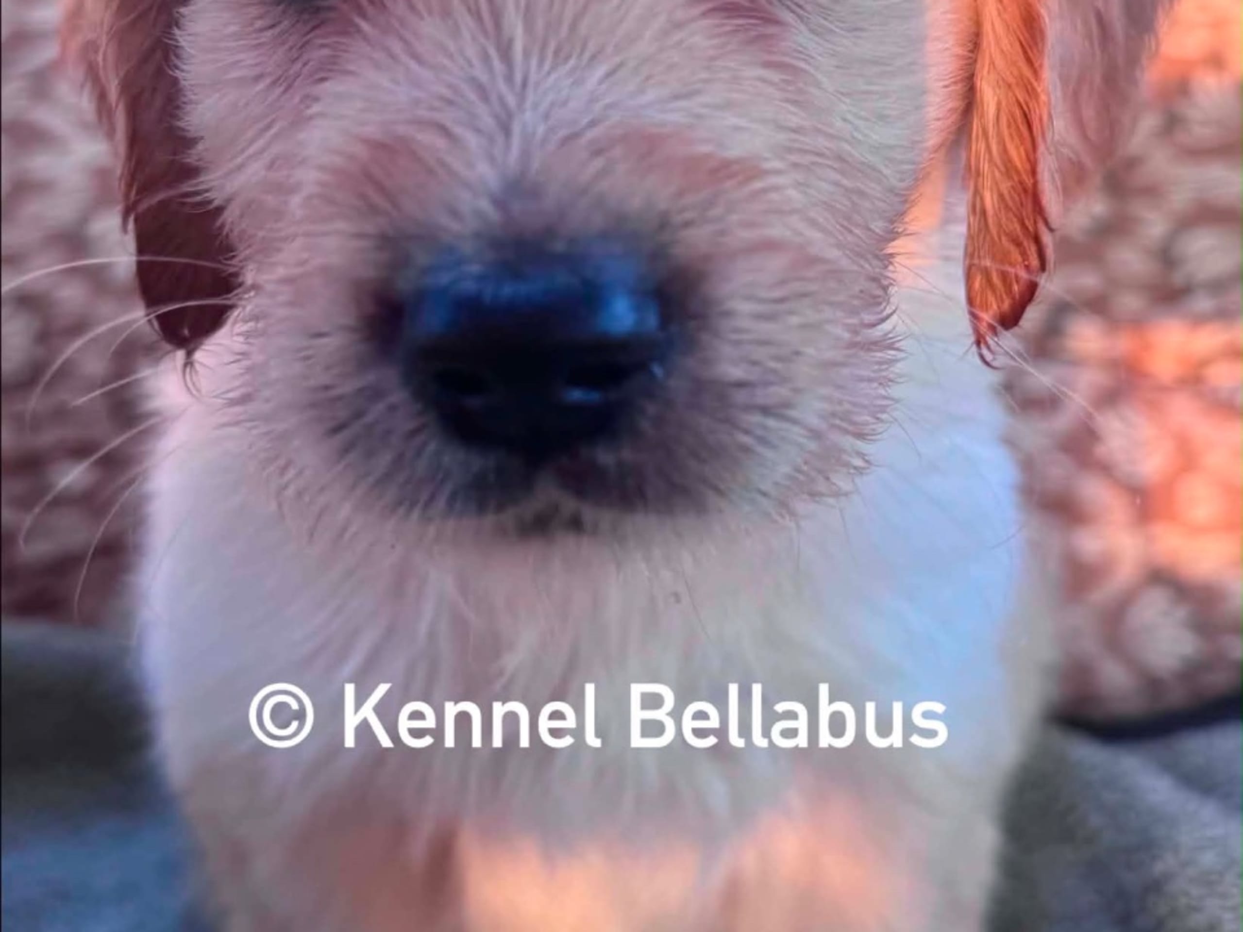Golden retriever · Hökerum · Bellabus