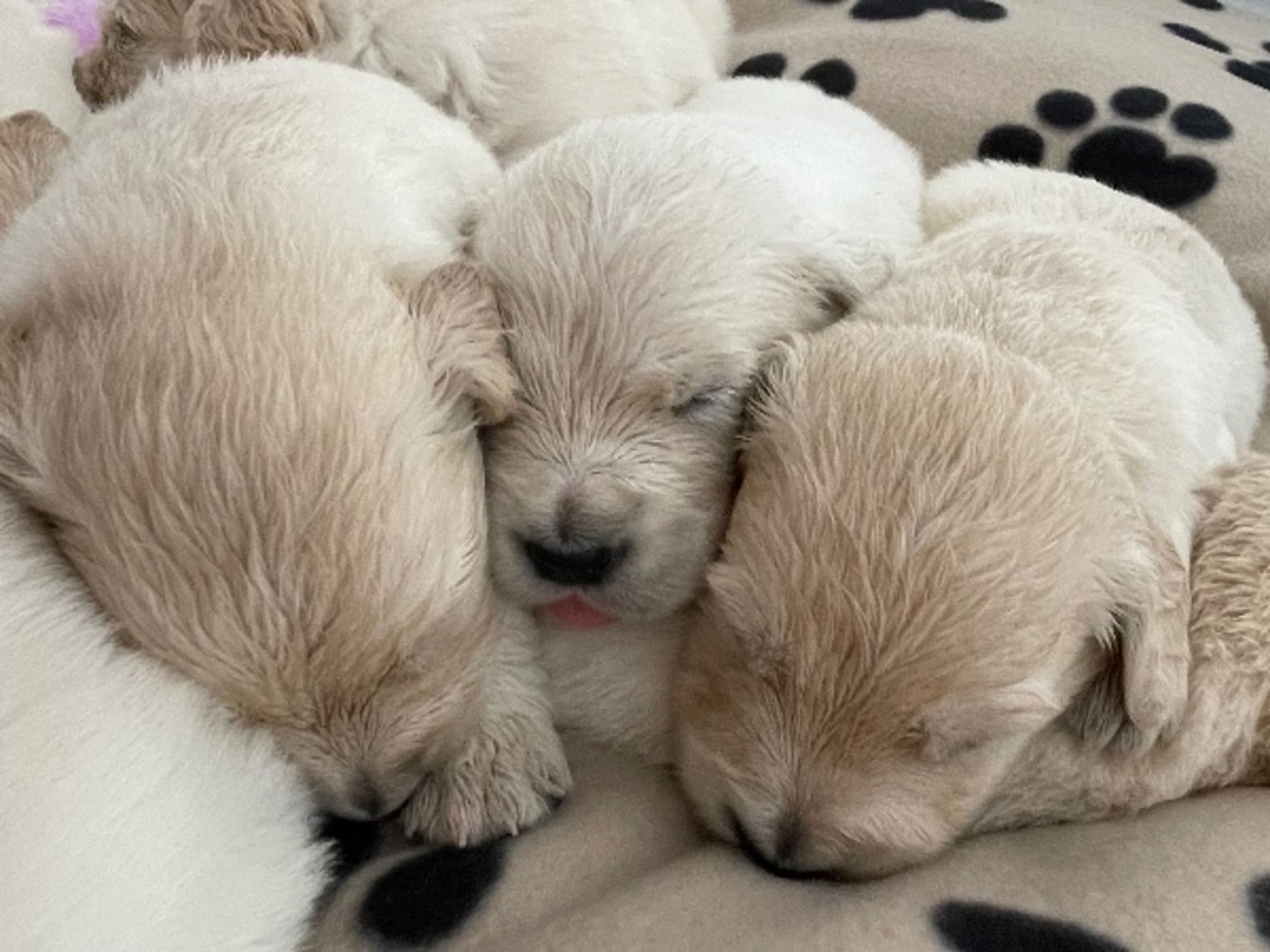 Golden Retriever · Björklinge · Guess