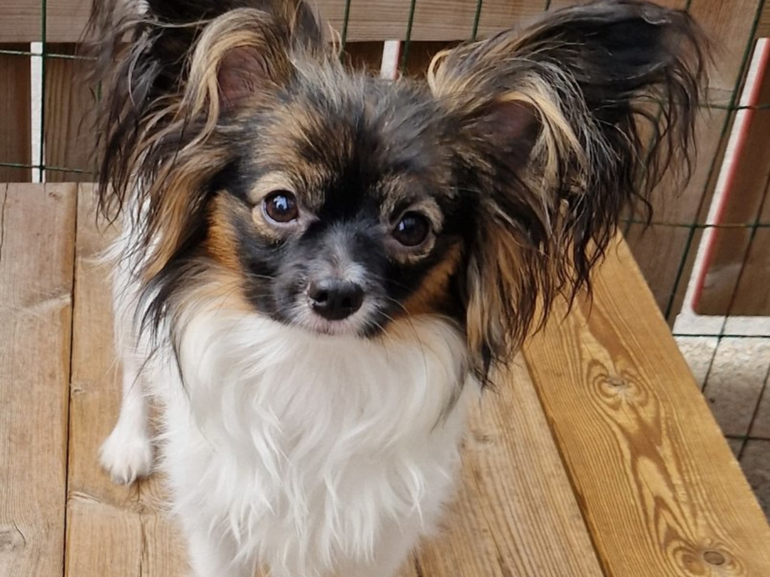Papillon · Norrköping · Silkywind's