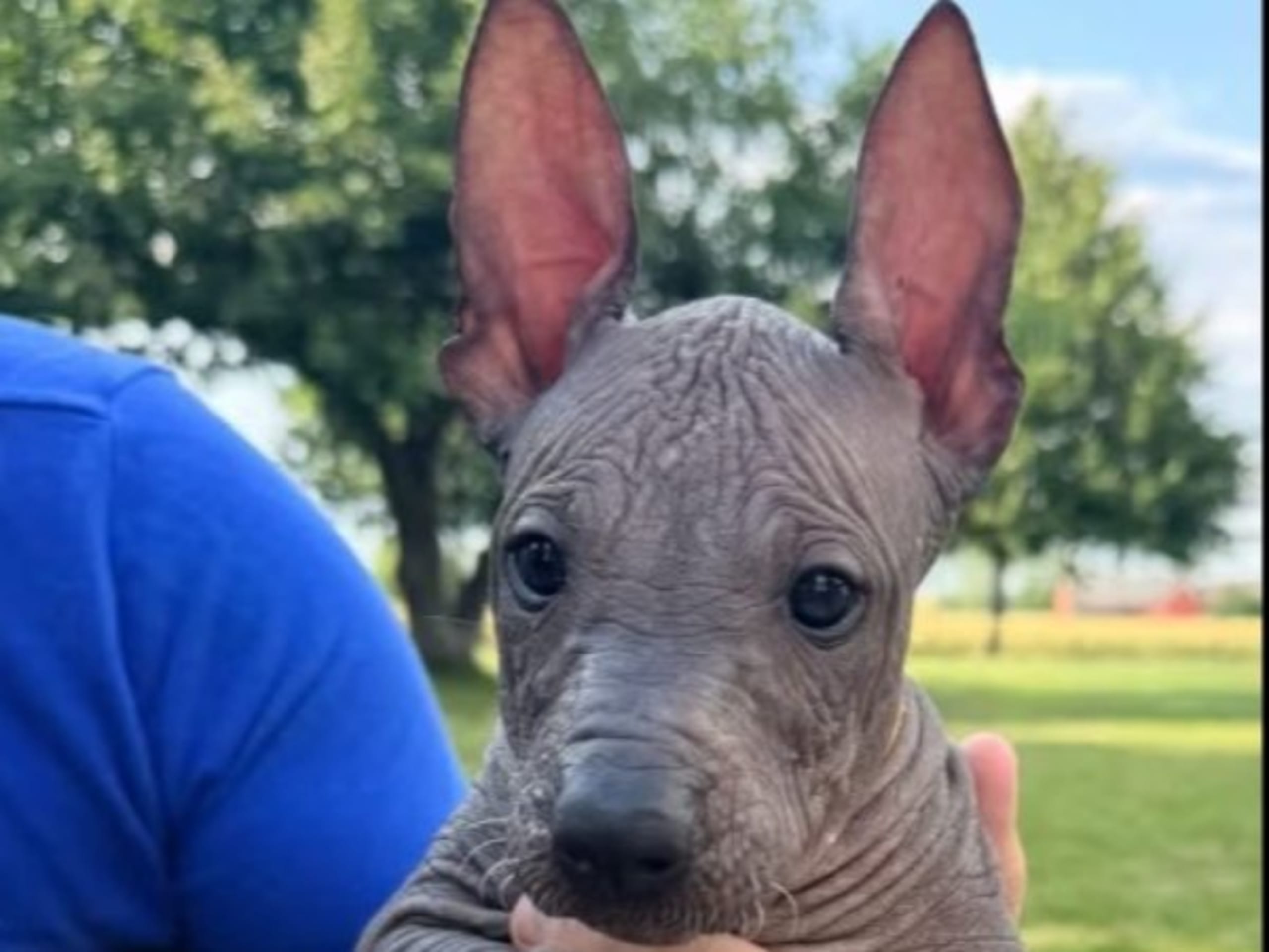 Xoloitzcuintle · Marieholm · Fame Factory's