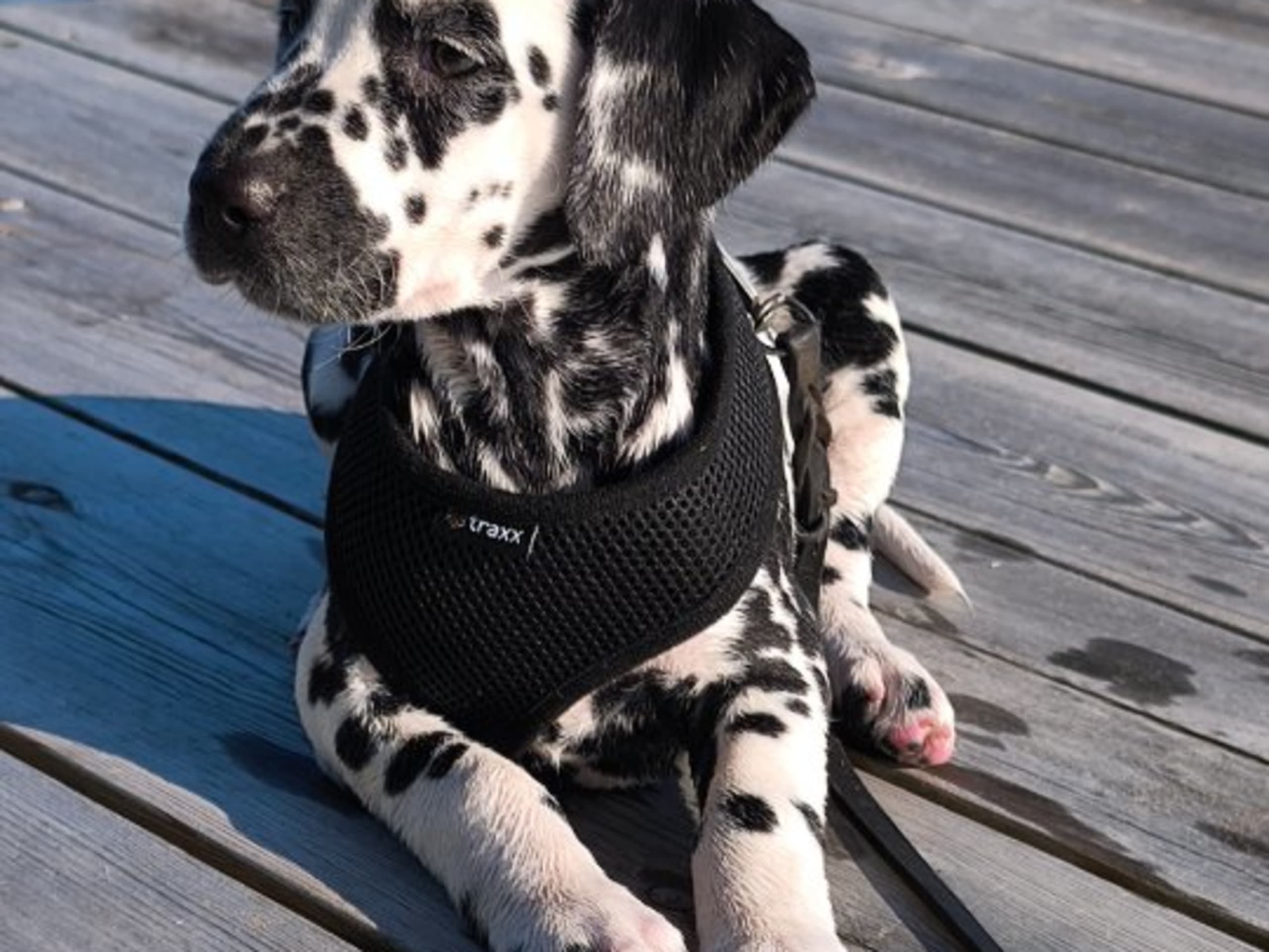 Dalmatian · Mora · Miss De Vil's