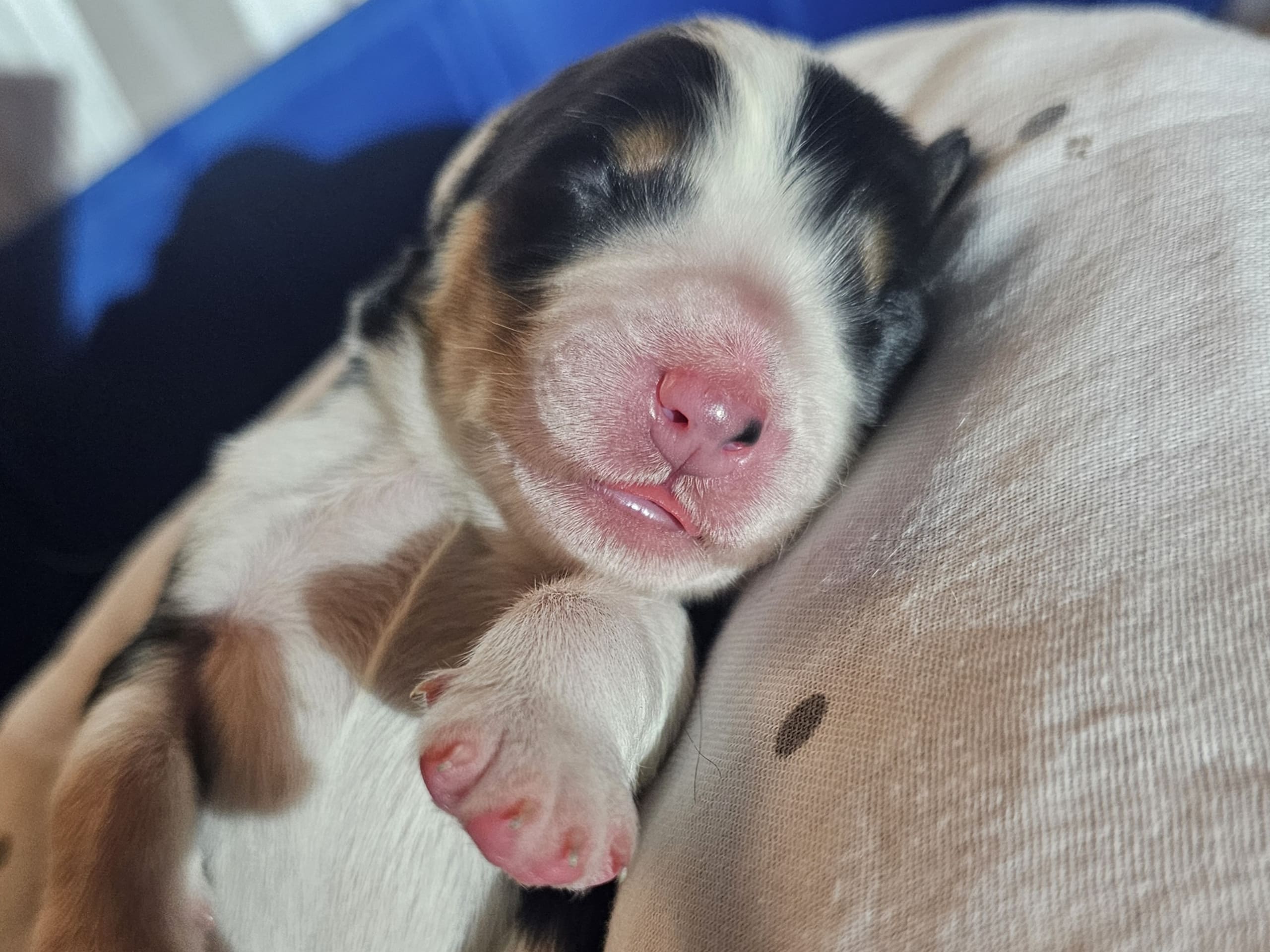 EEVD/ Australian Shepherd · Västra Frölunda · Isabells S.