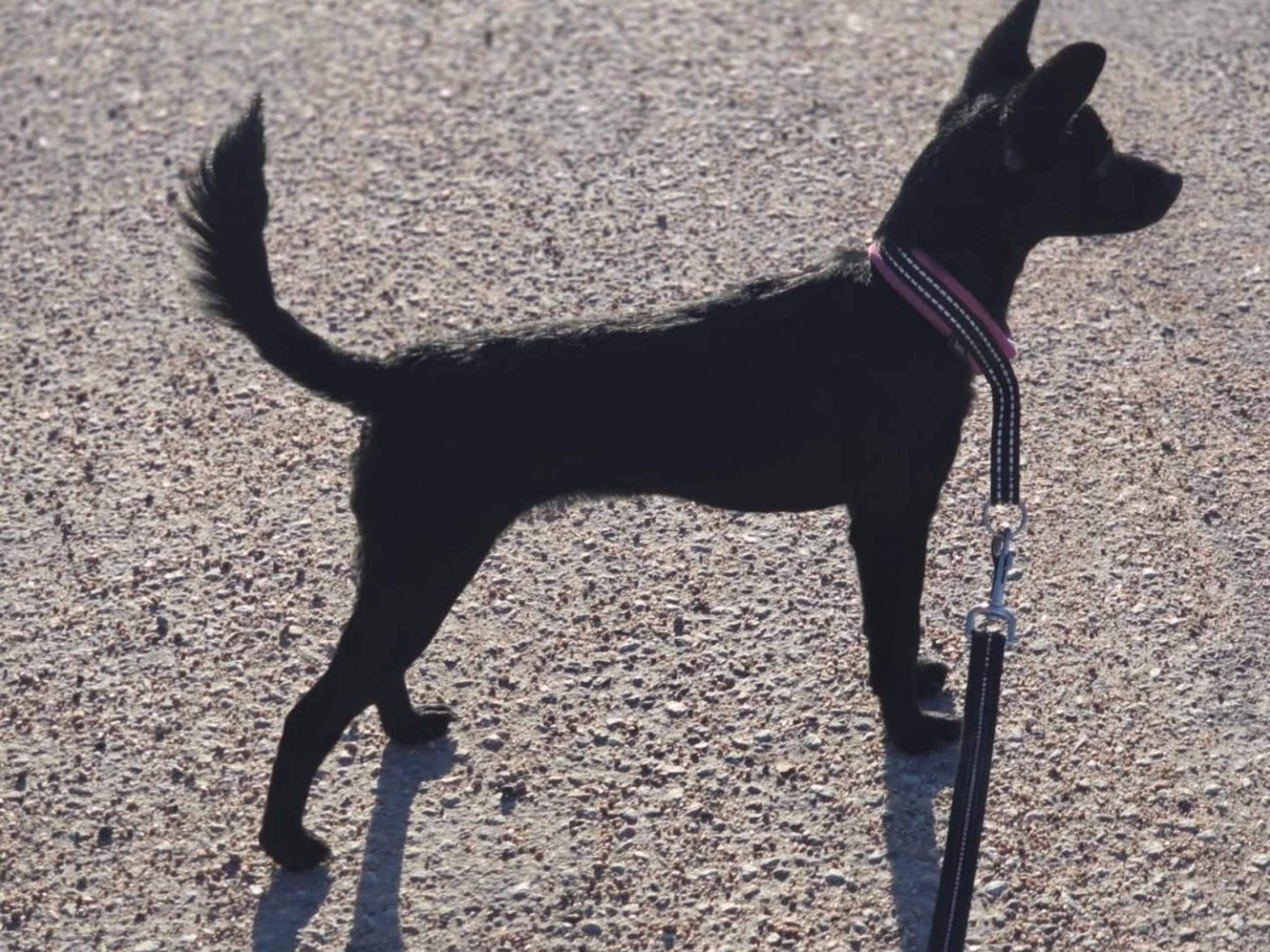 Xoloitzcuintle · Hedesunda · Barking Huxa's