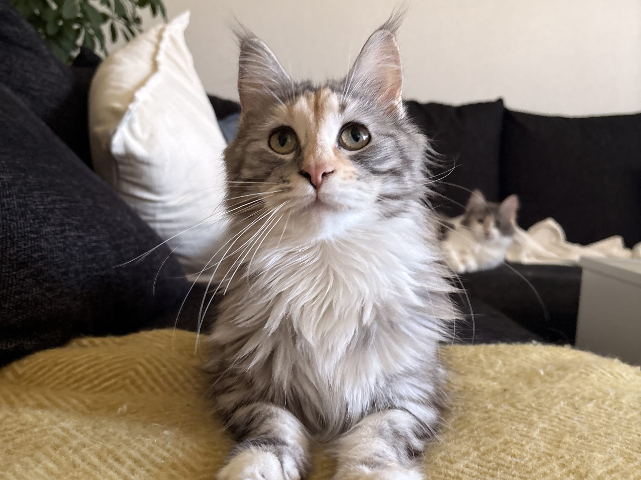 Maine Coon · Bjursås · Estelle W.