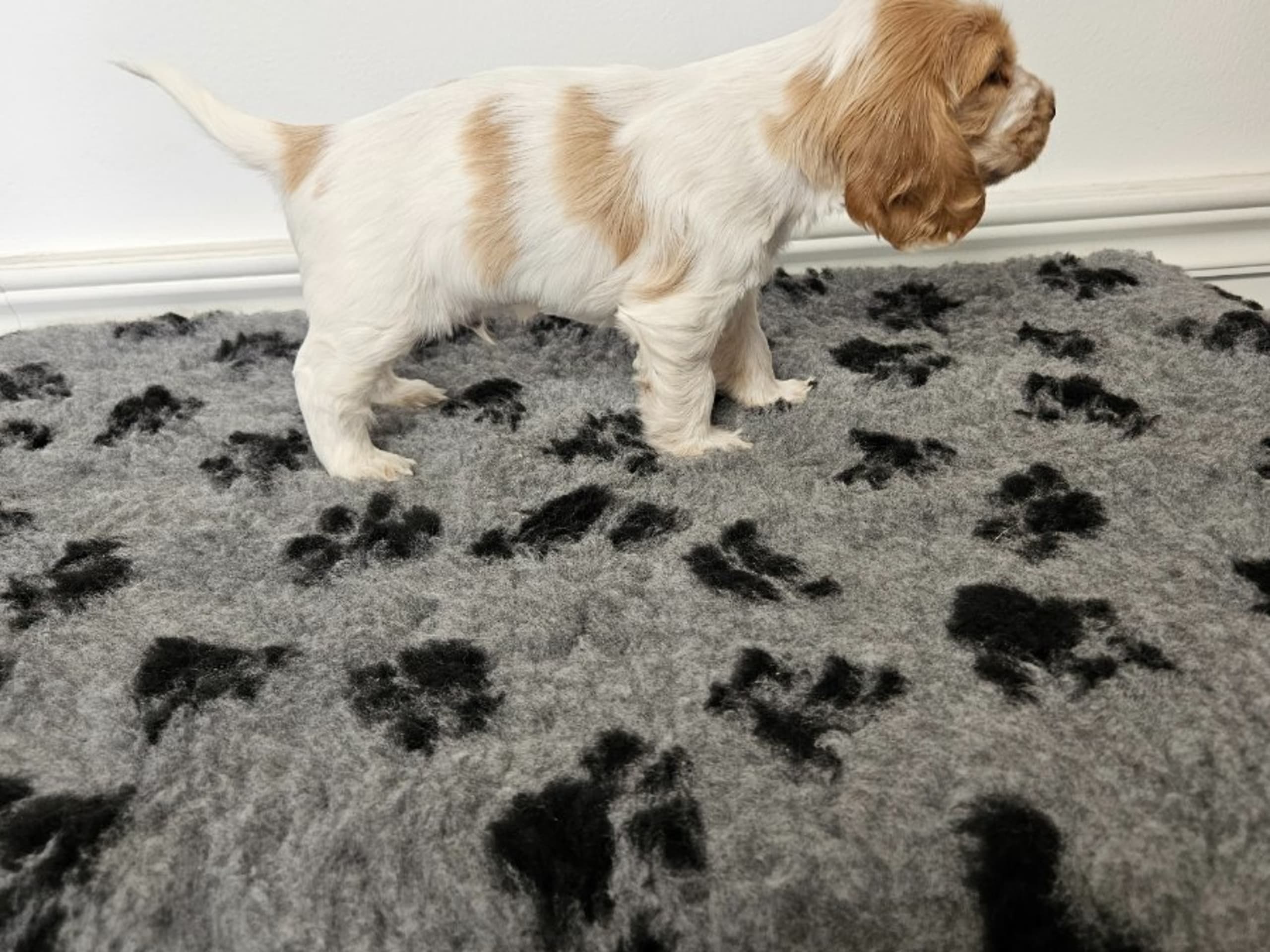 Cocker spaniel · Enhörna · Norris Dream Cocker