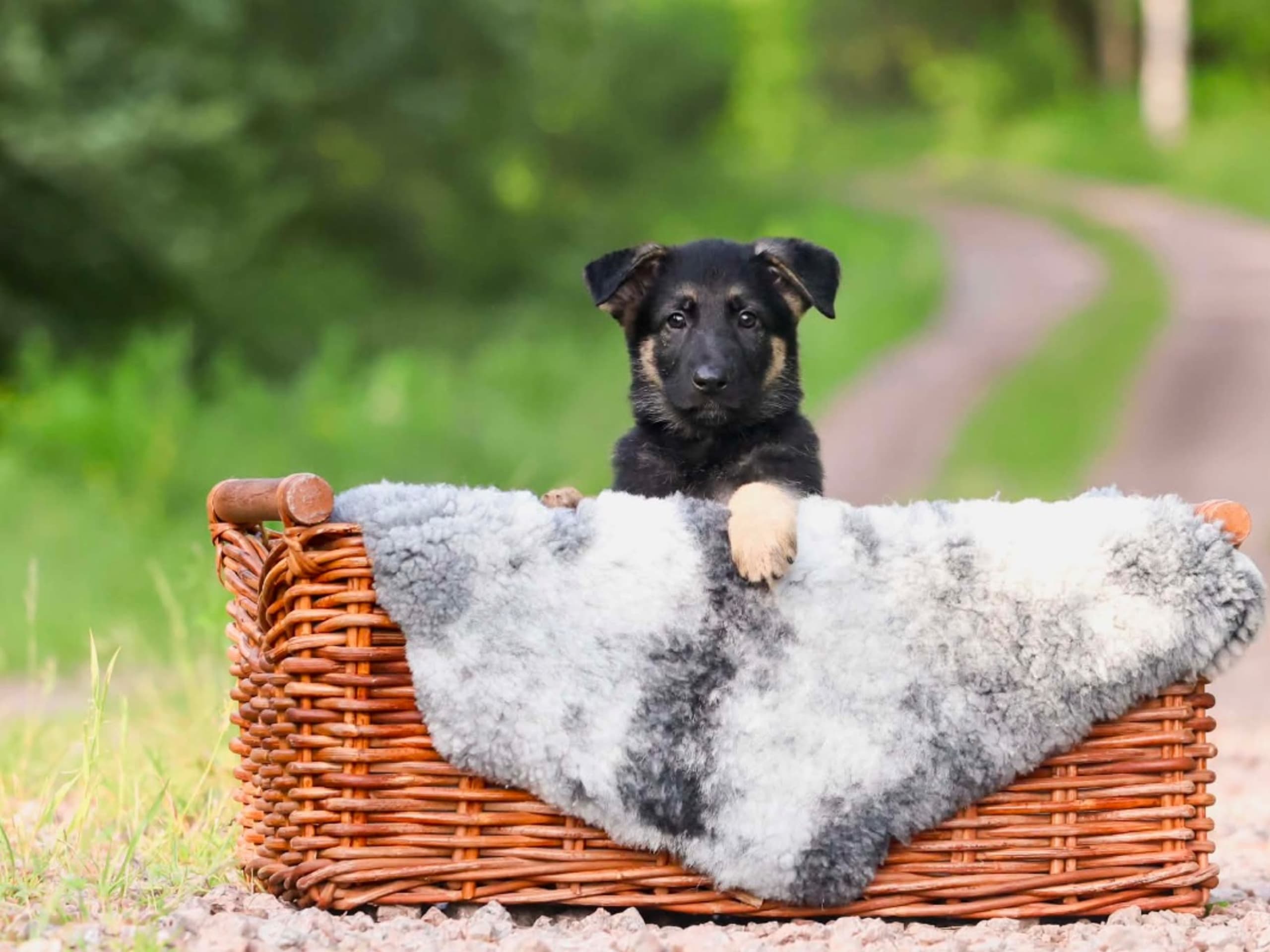 Schäferhund