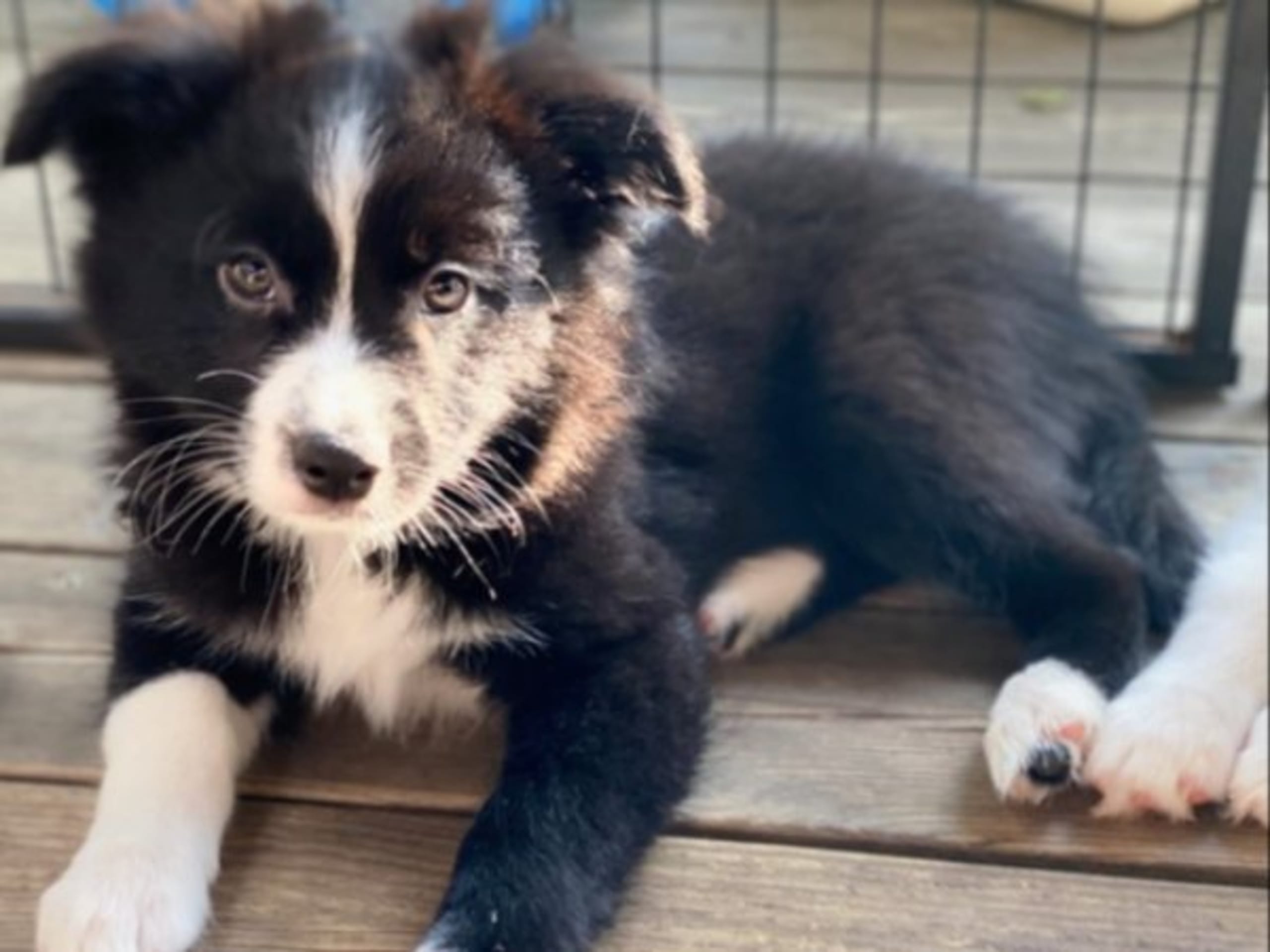 Miniature american shepherd · Skepplanda · Sagolika Mas