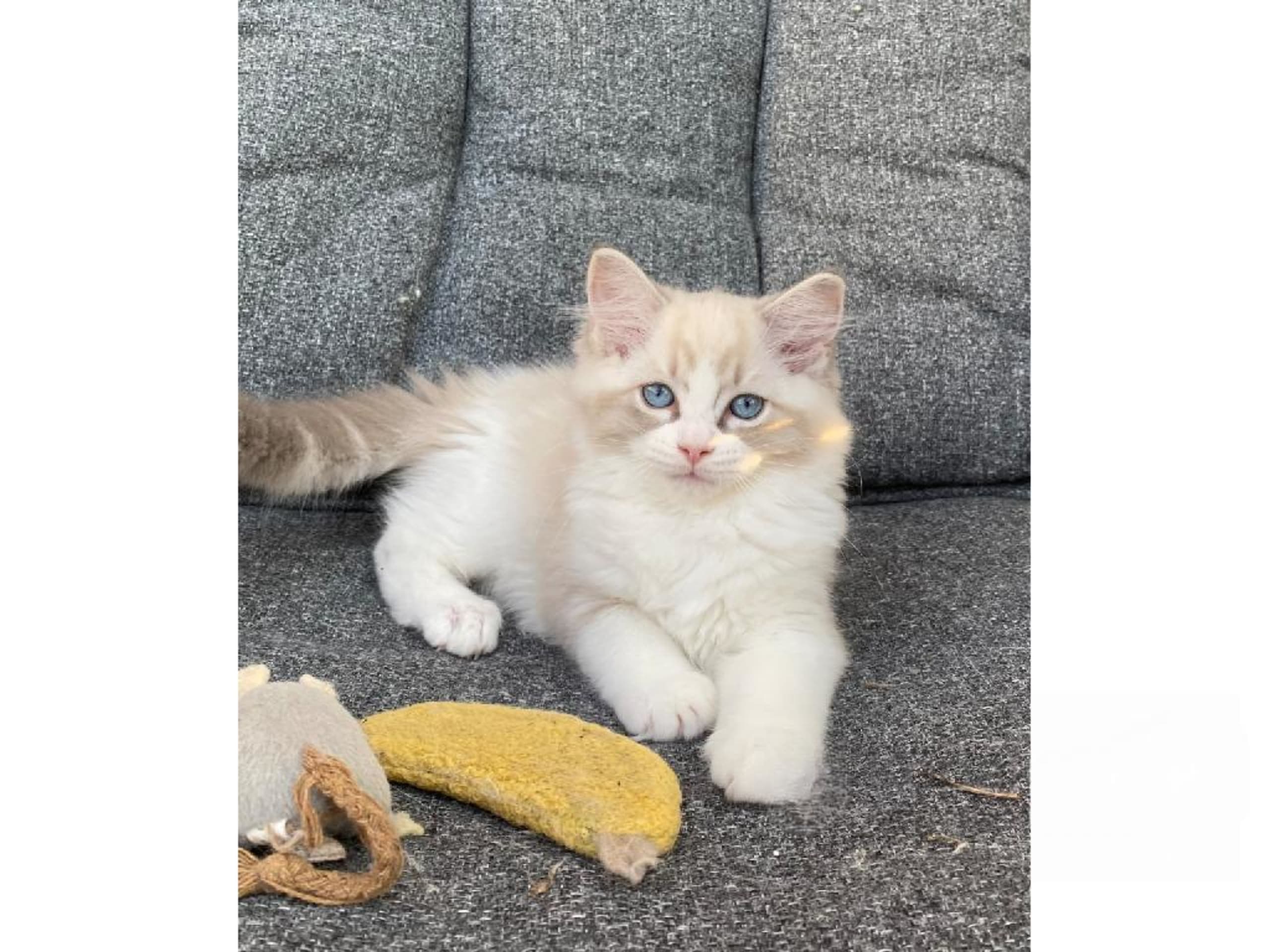 Ragdoll · Svalöv · SE*Lovella’s