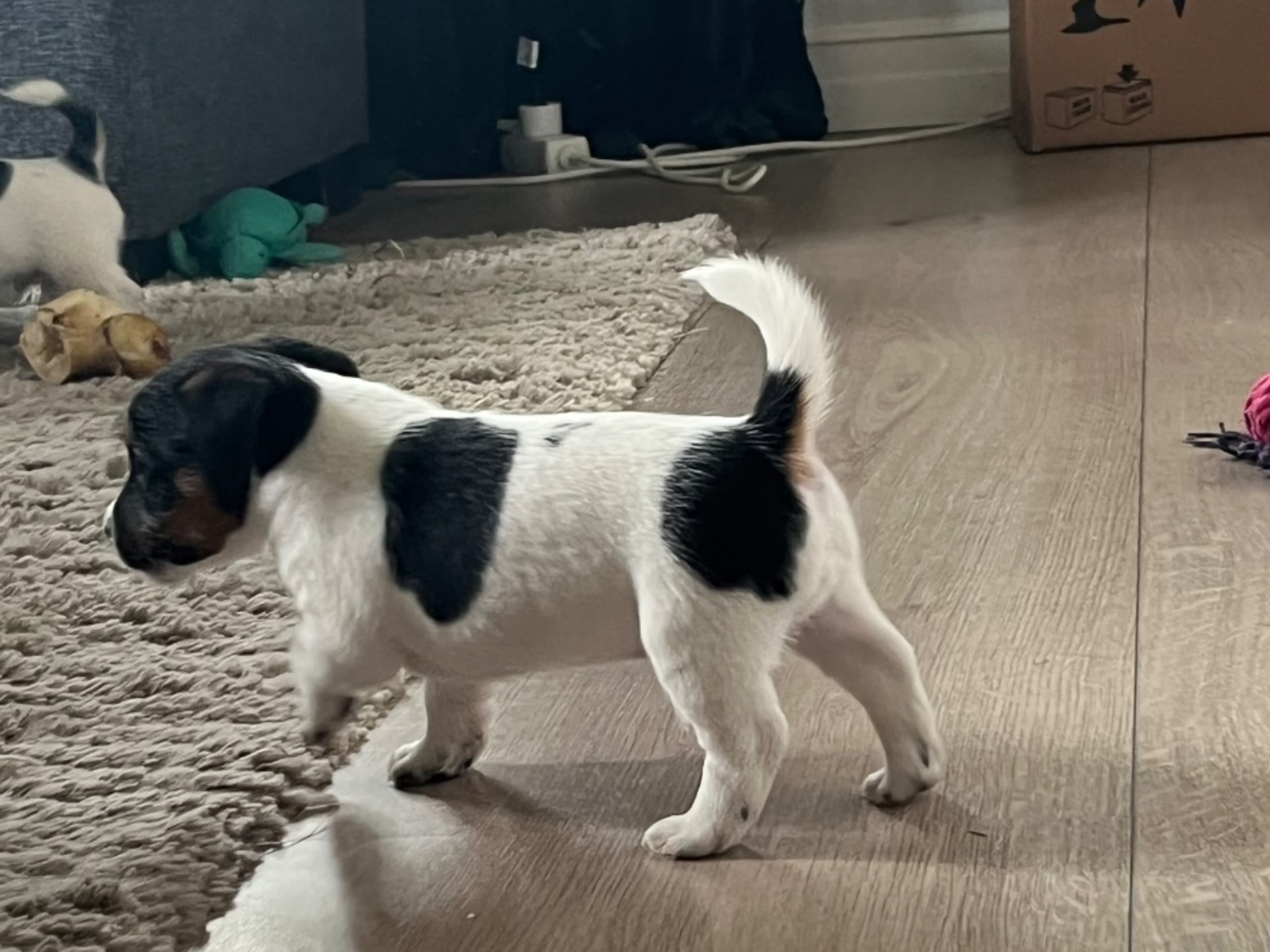 Jack Russell Terrier · Ransta · Virrvarvets