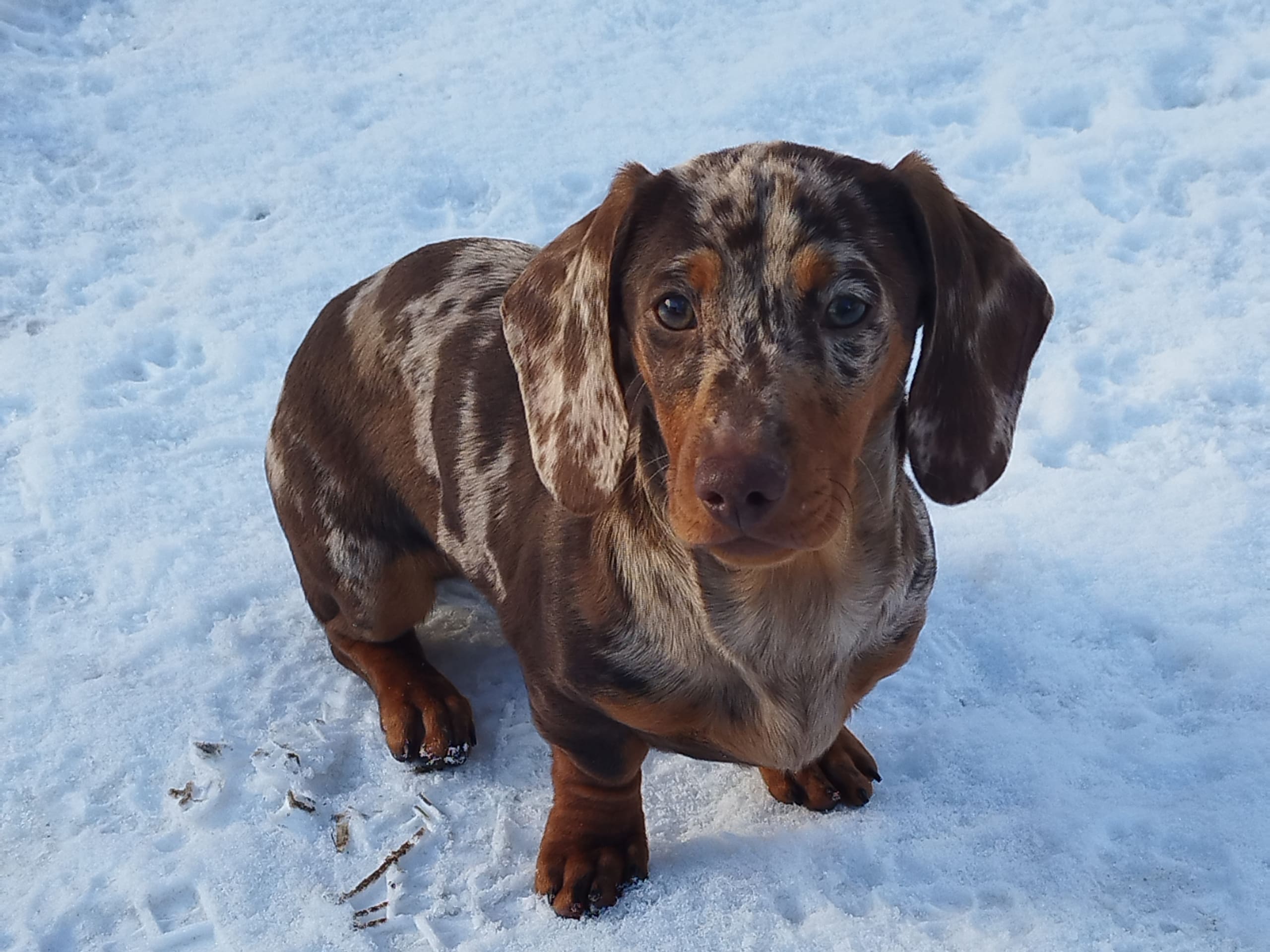 Hjortkvarns Cavapoo