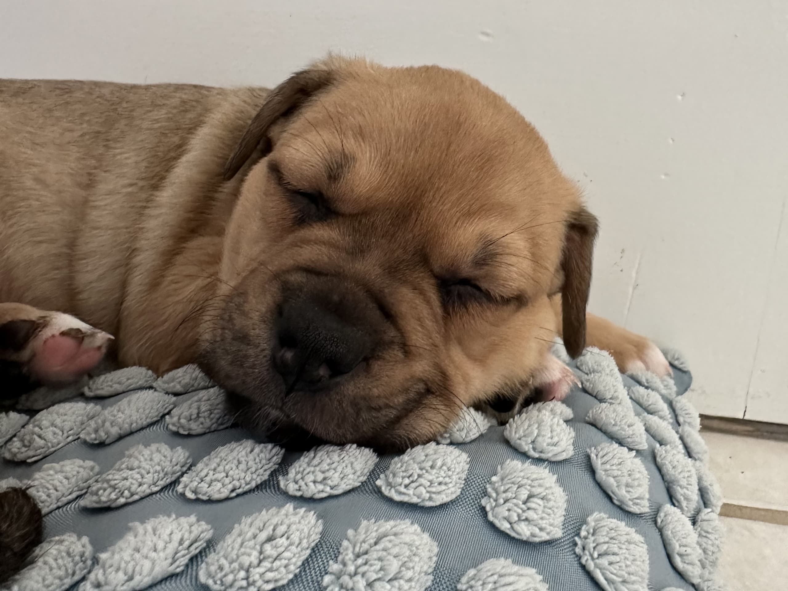Fransk bulldog och Australiensisk Sheperd · Karlstad · Mia A.
