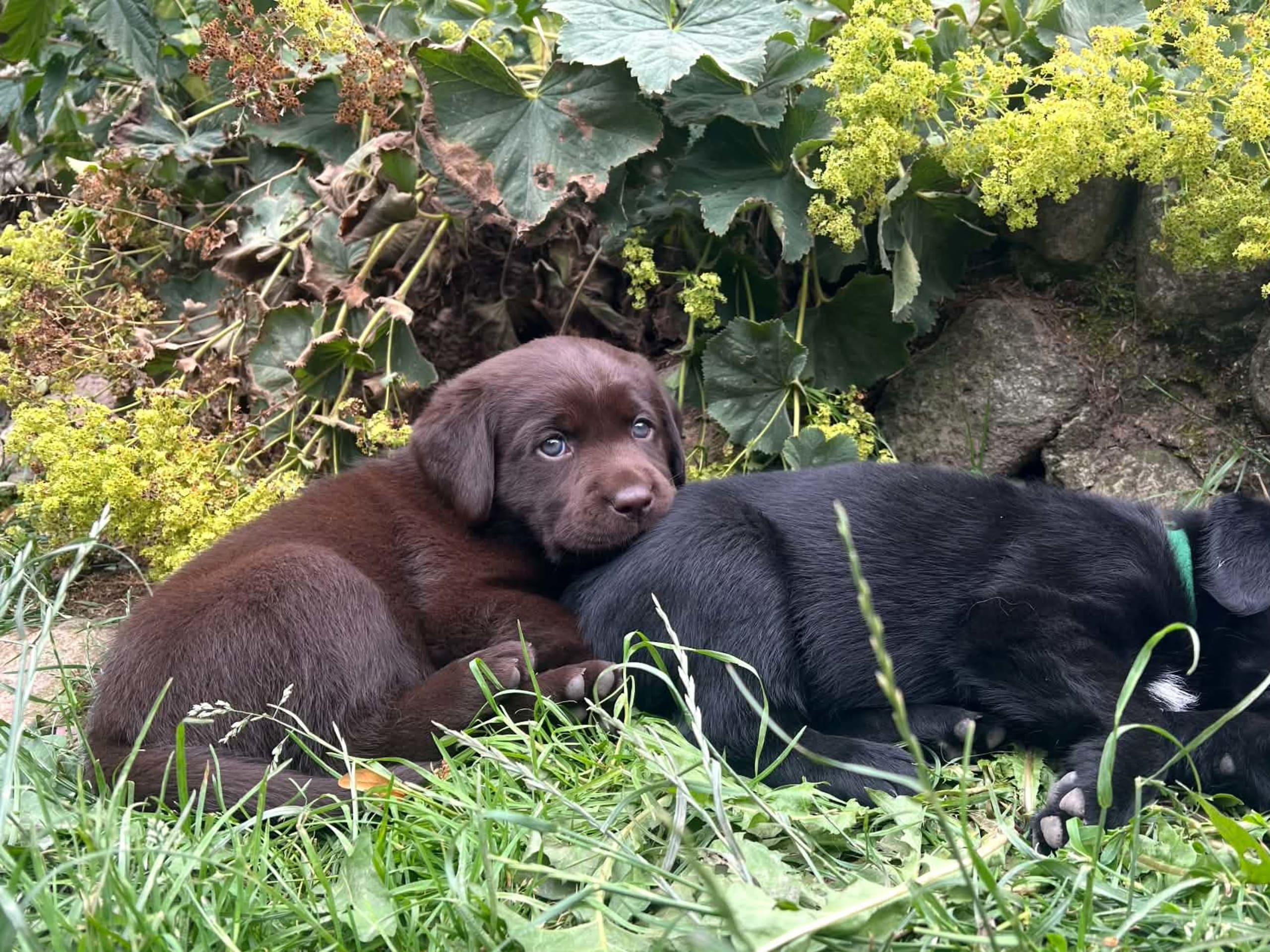 Labrador retriever · Lövestad · Sheep Trix