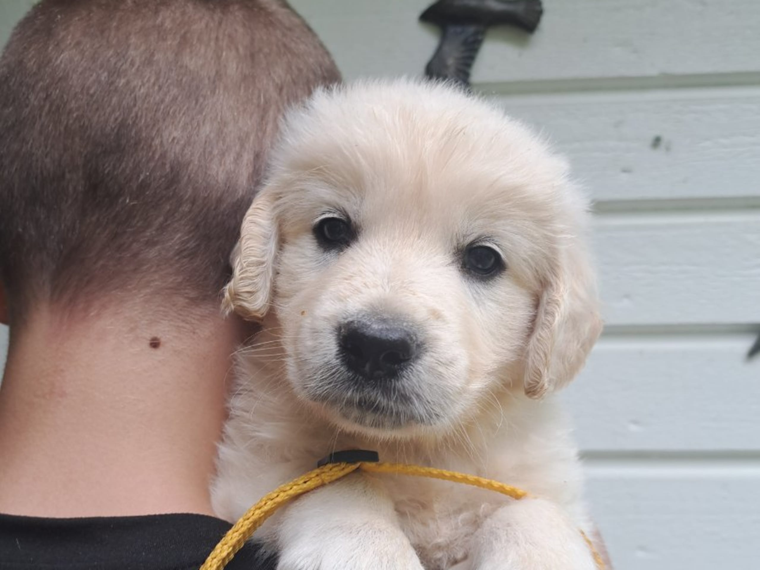 Golden Retriever · Svenshögen · Dream Max
