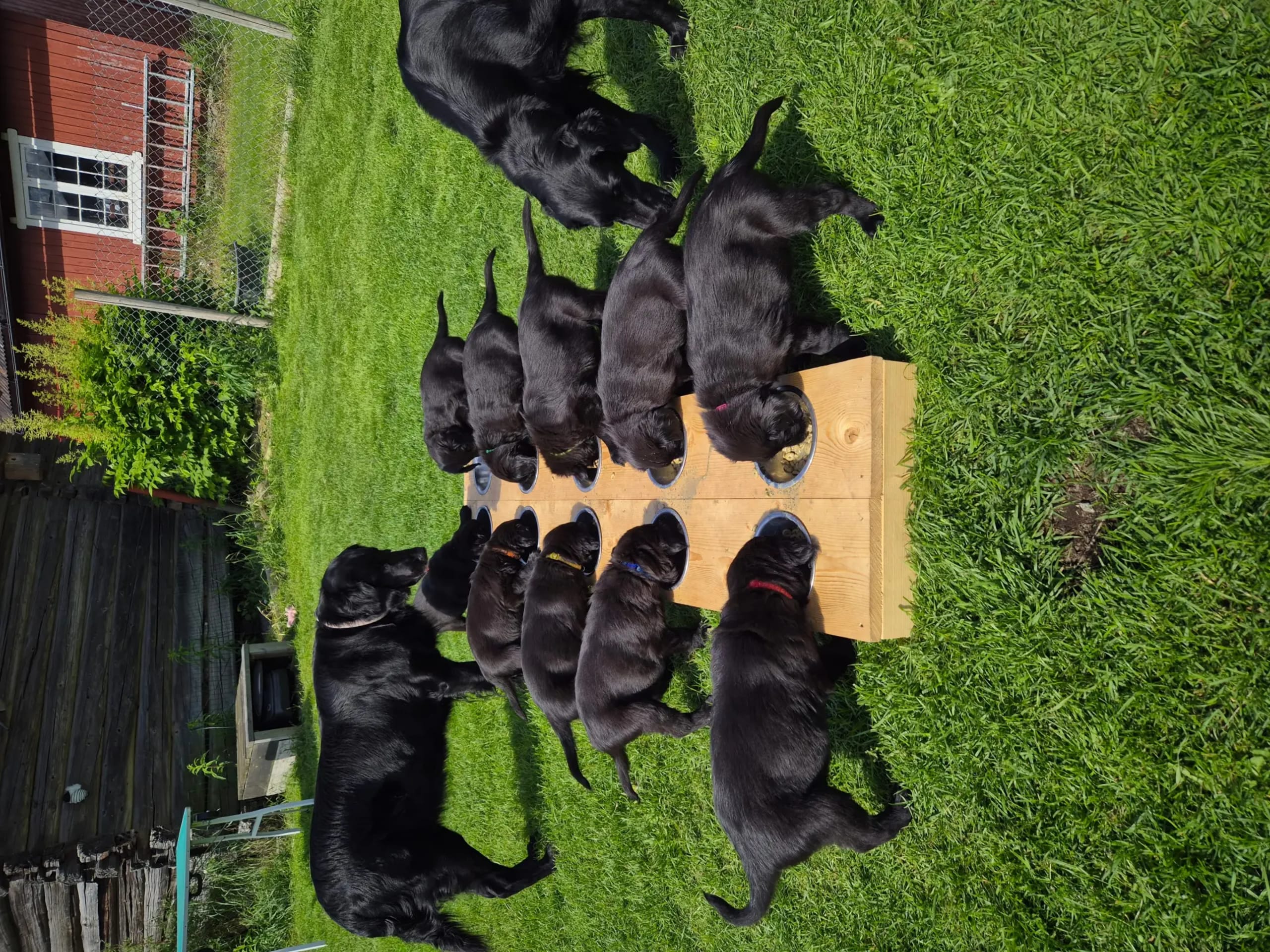Flat coated retriever · Fåberg · Beathe Nes