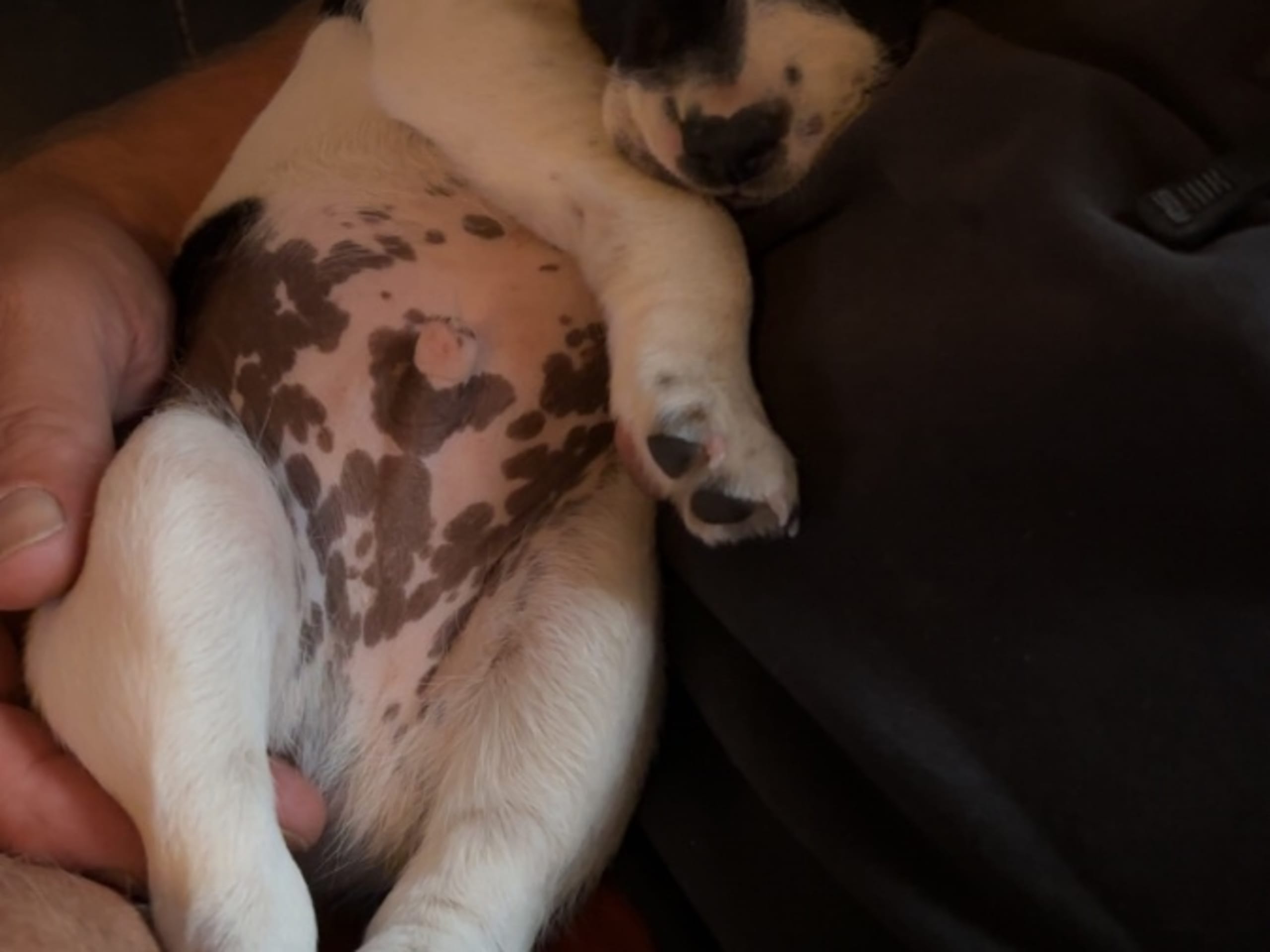 Danish Swedish Farmdog · ätran · Hundihult