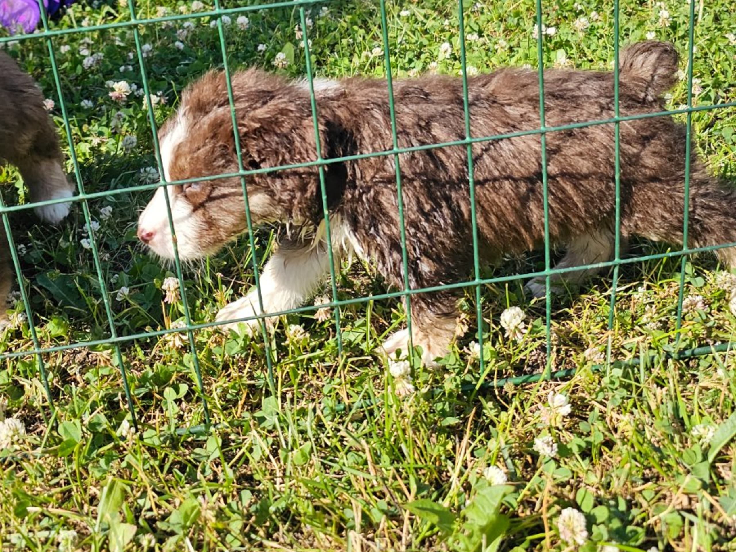 Miniature American Shepherd · Torshälla · Chiptails