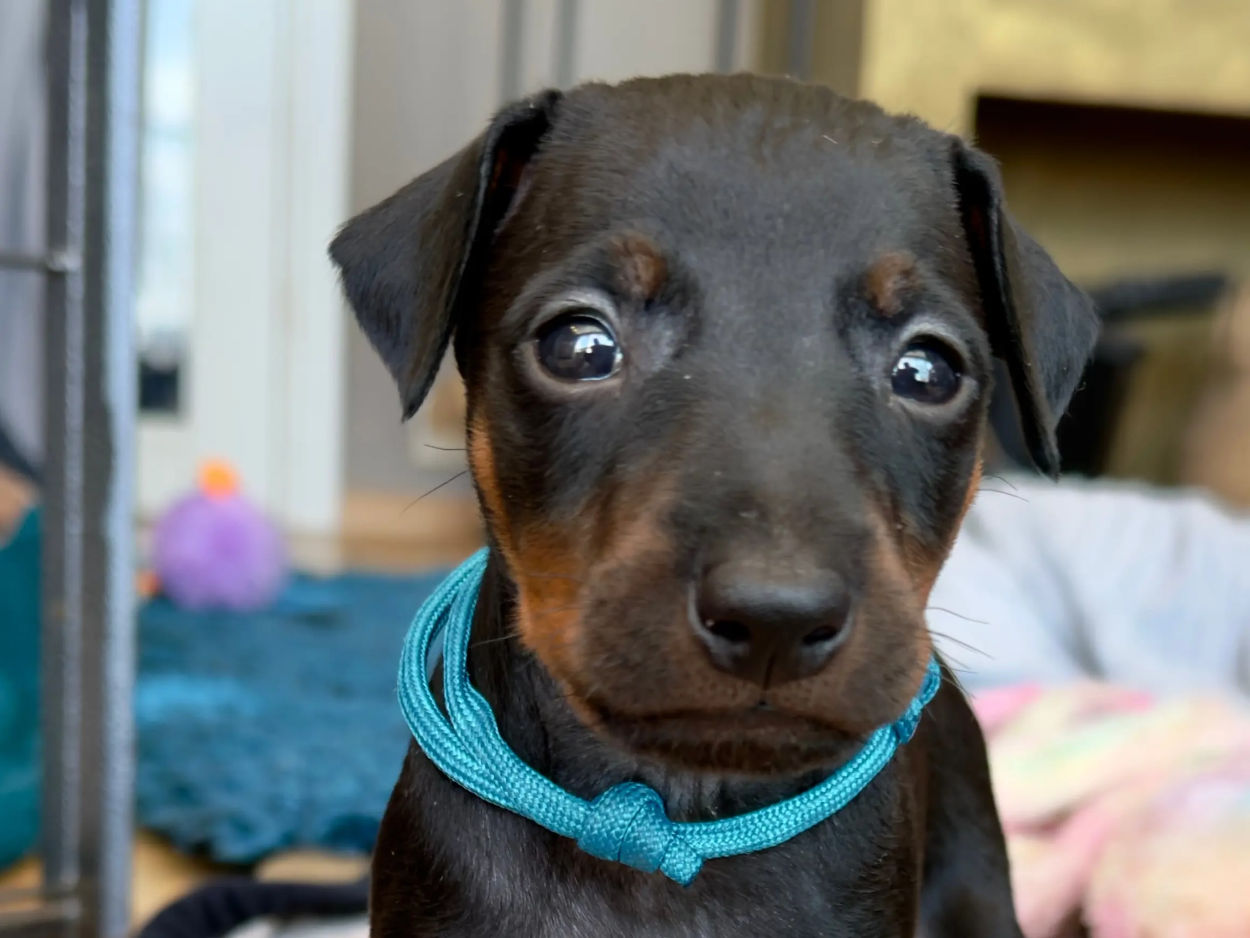 Manchester Terrier · Rennesøy · WestChester Kennel