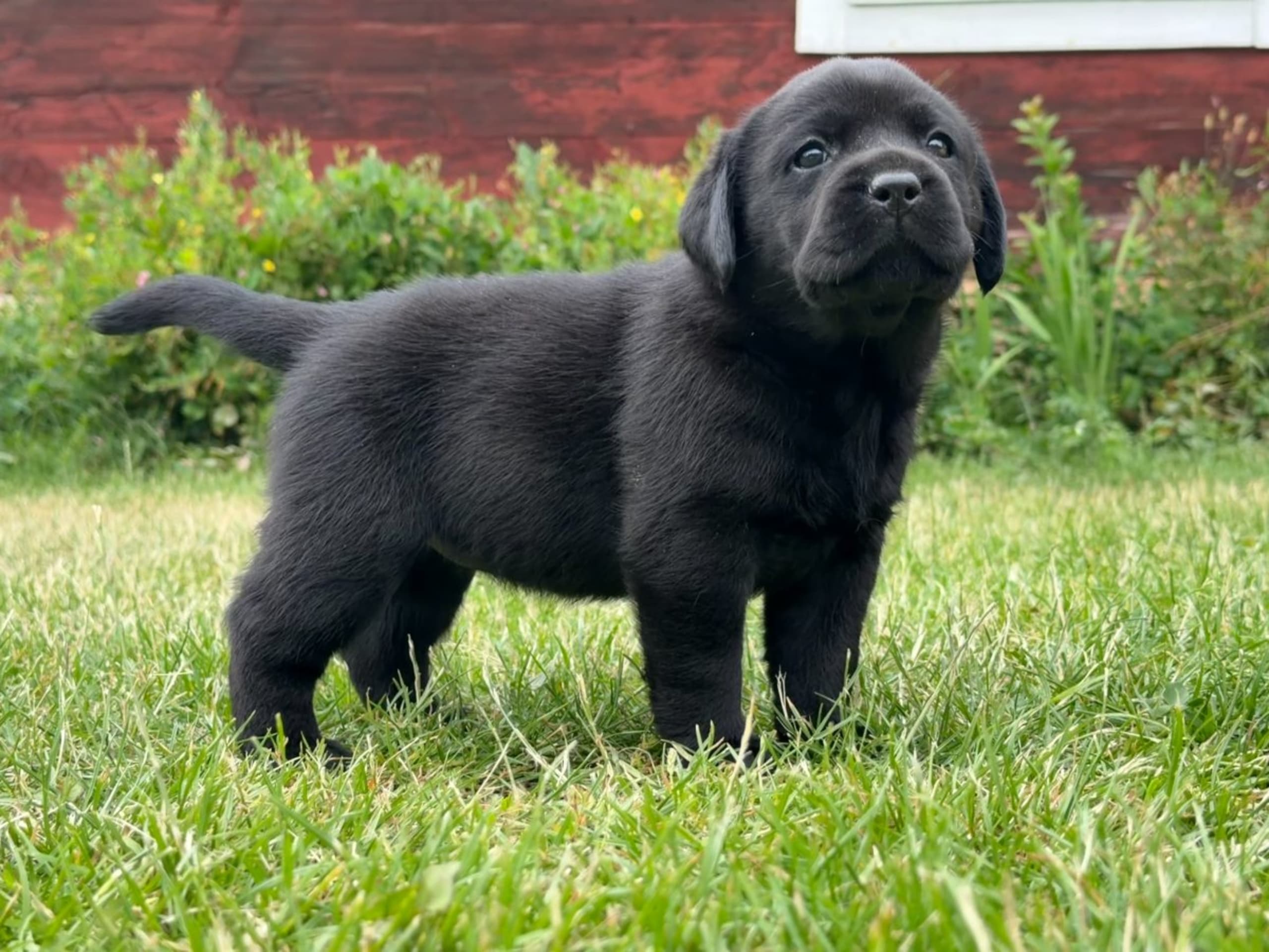Labrador retriever