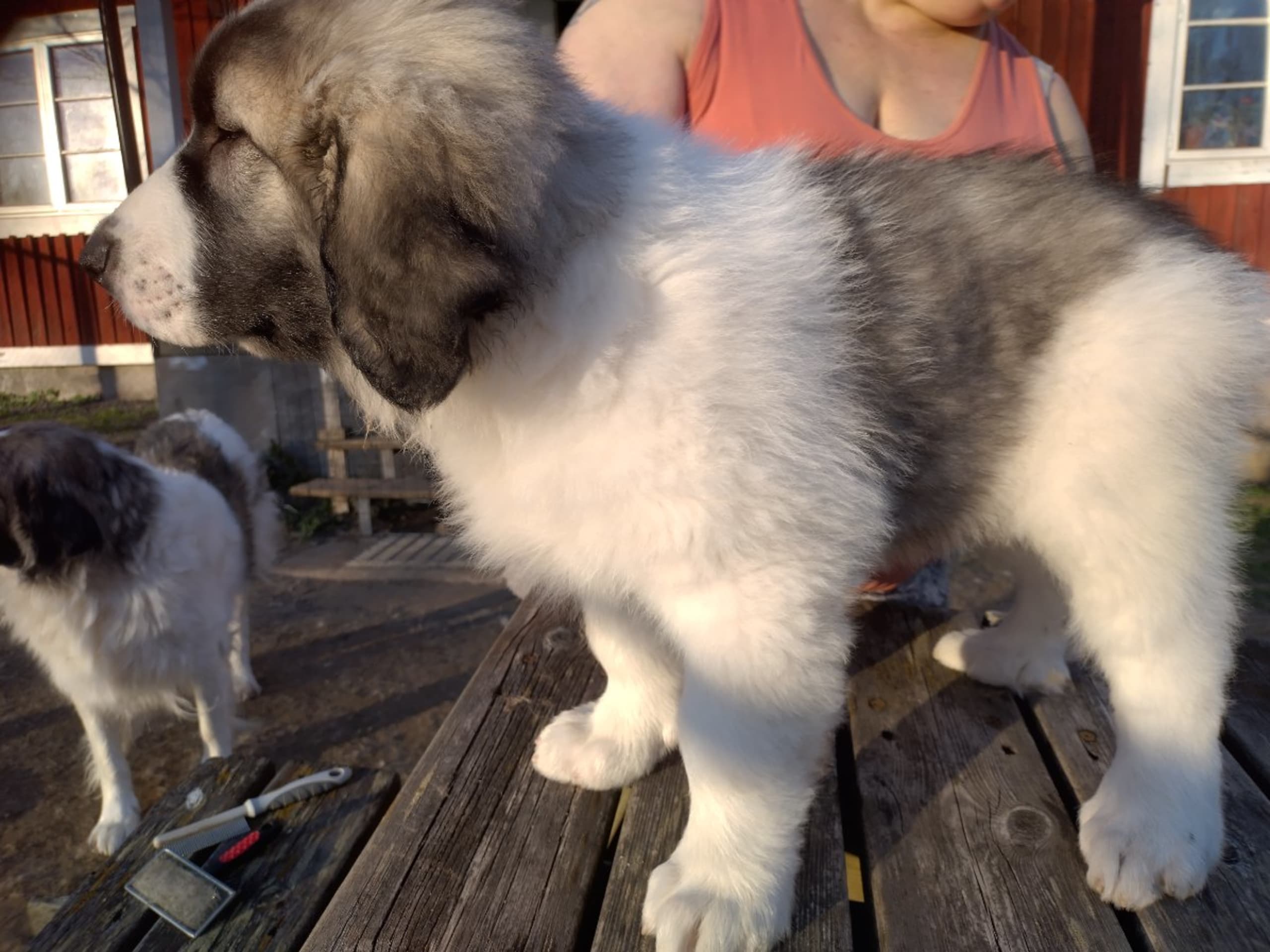 Pyrenean Mastiff · Grängesberg · Dulanilo's