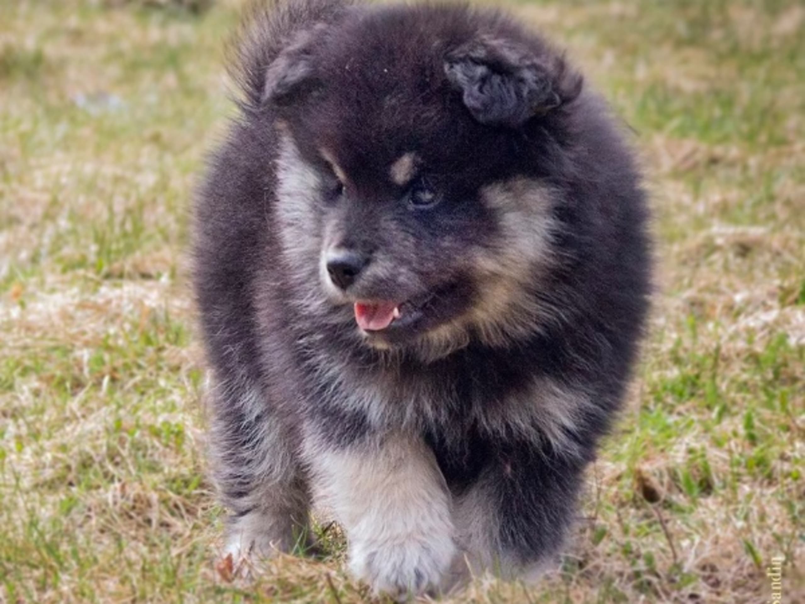 Finnish Lapphund · Sorunda · Samerajerna’s kennel
