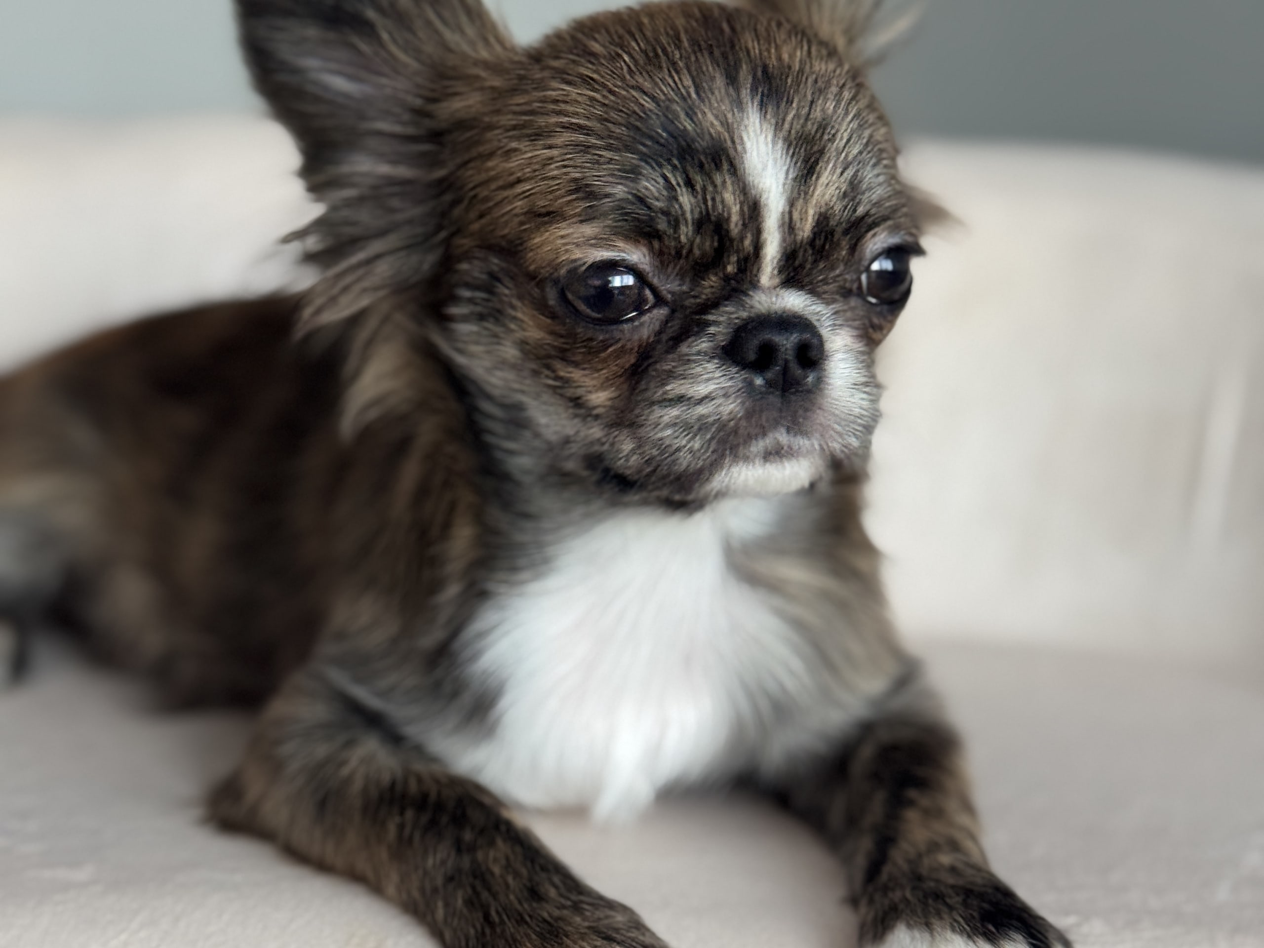Chihuahua, långhårig · Tyresö · Sweettofie