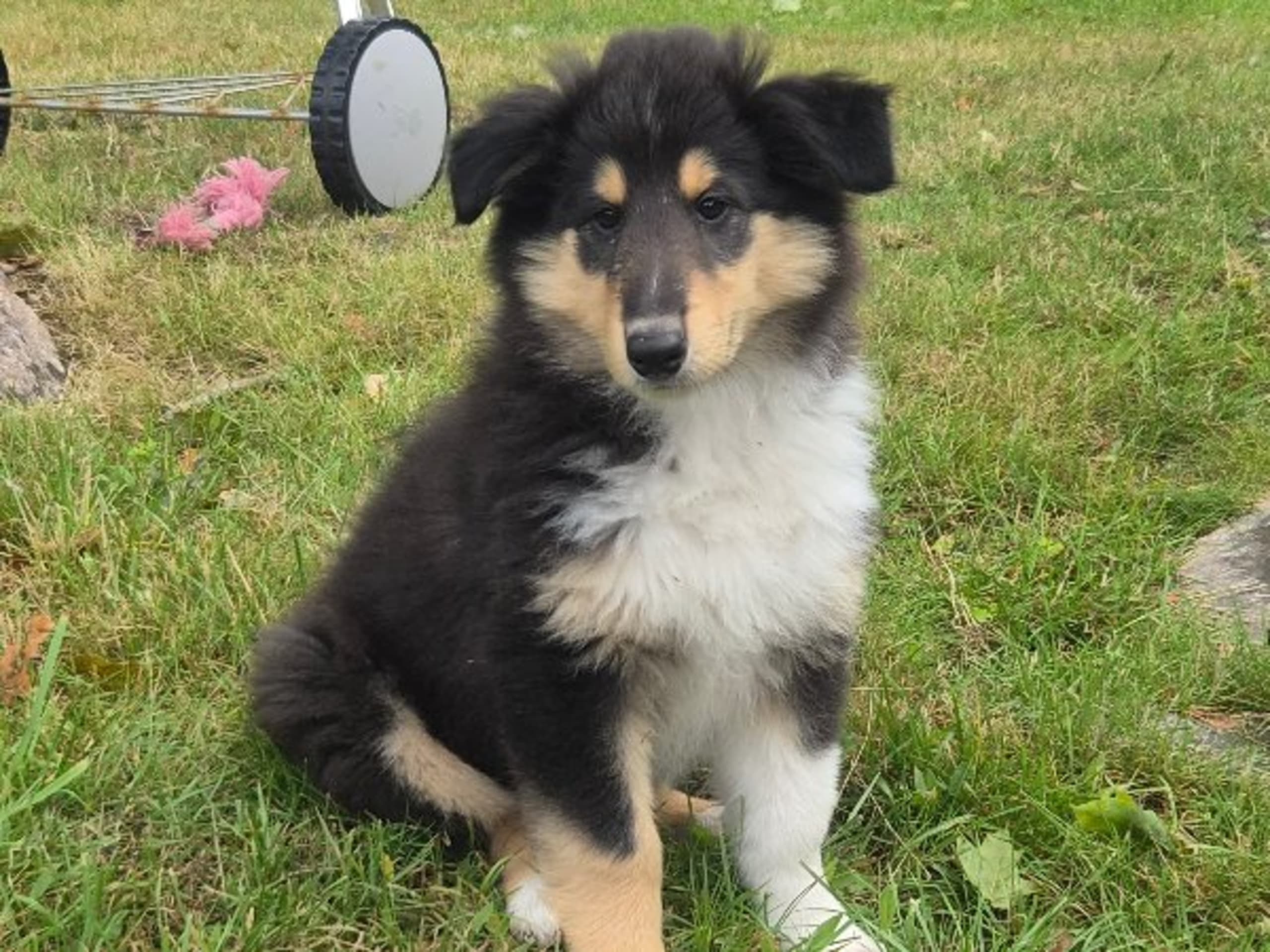 Collie · Kvibille · Damaianus