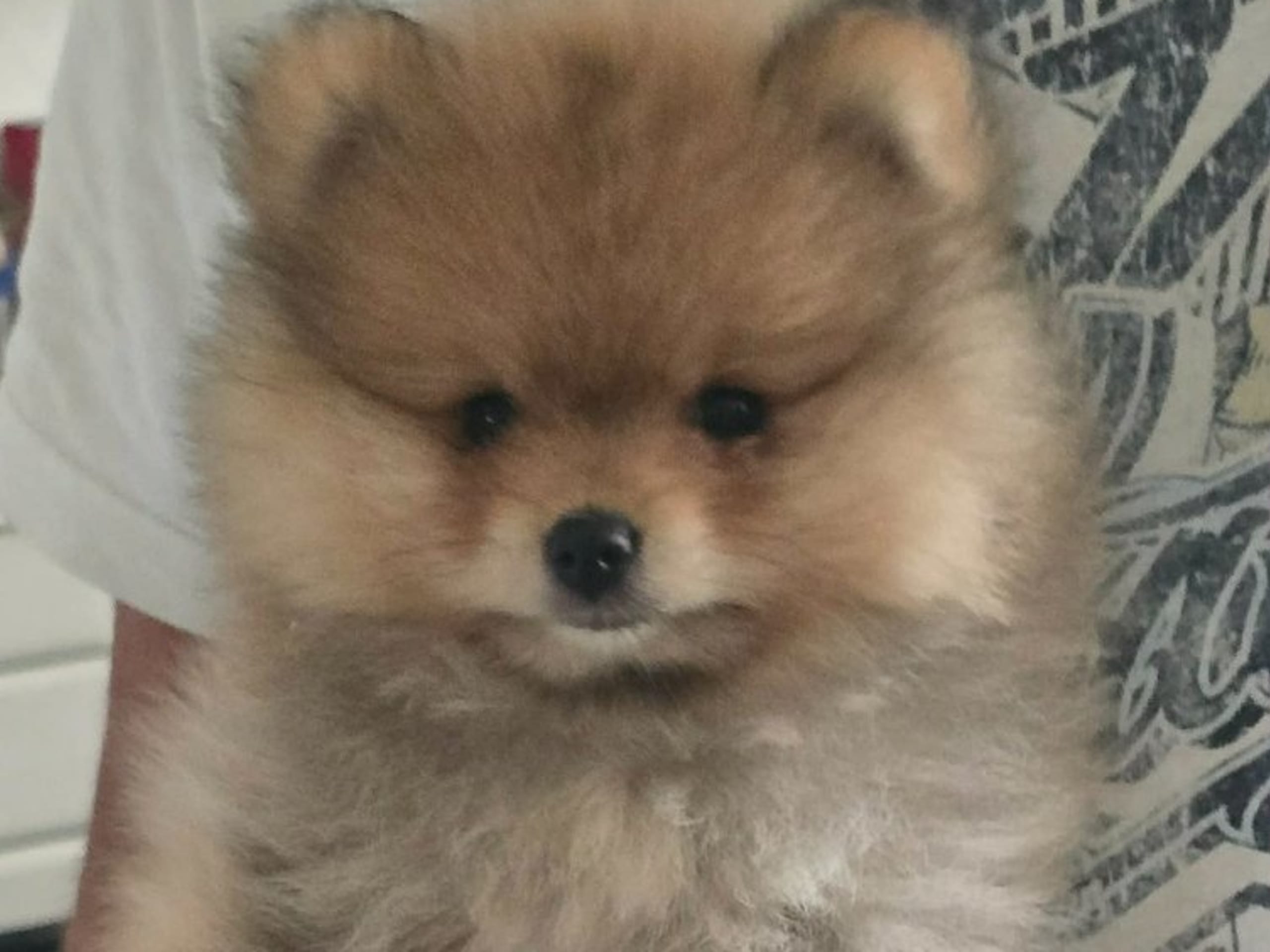 Pomeranian · Linköping · Minaja Azizbekova
