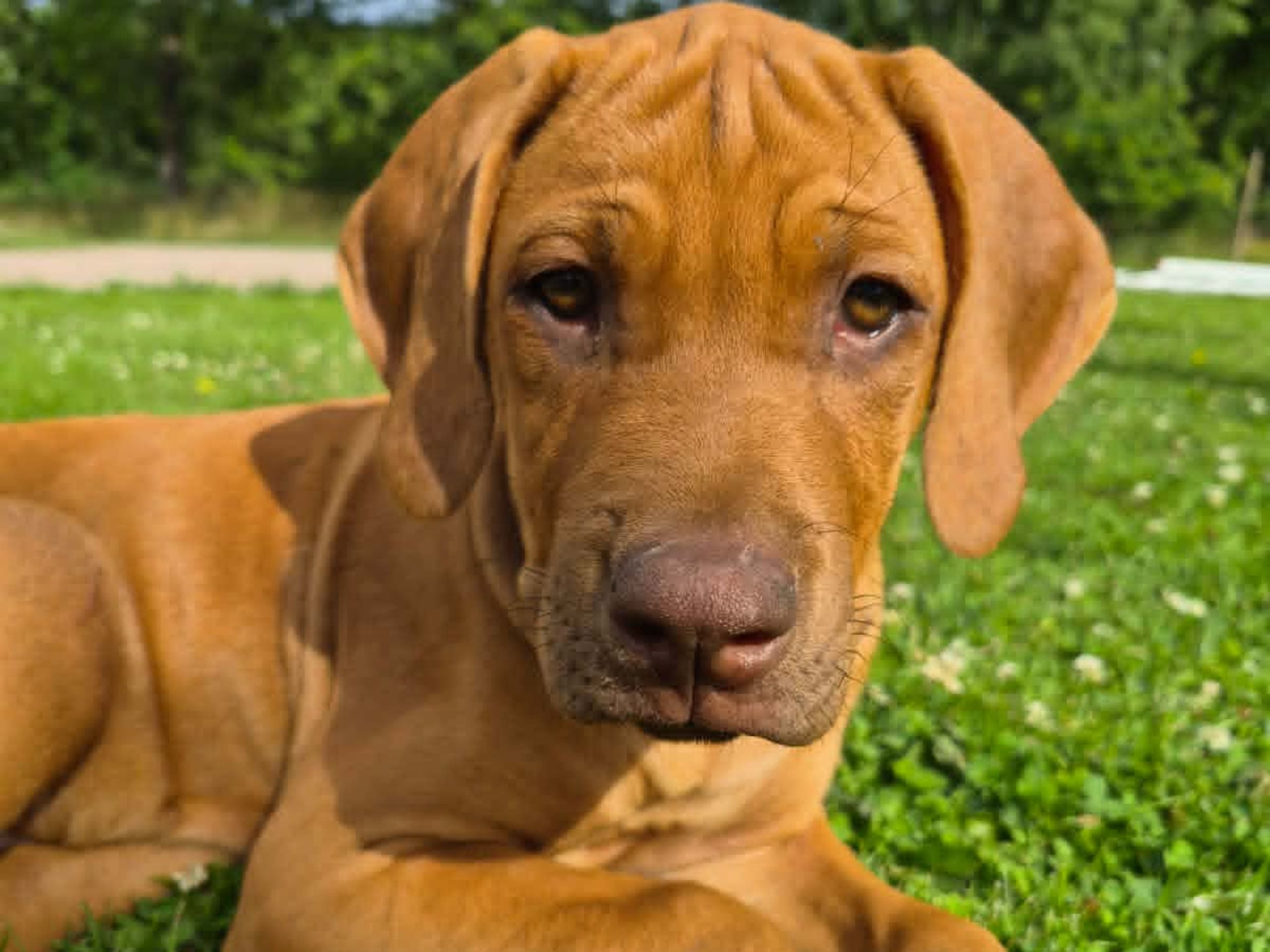Rhodesian ridgeback