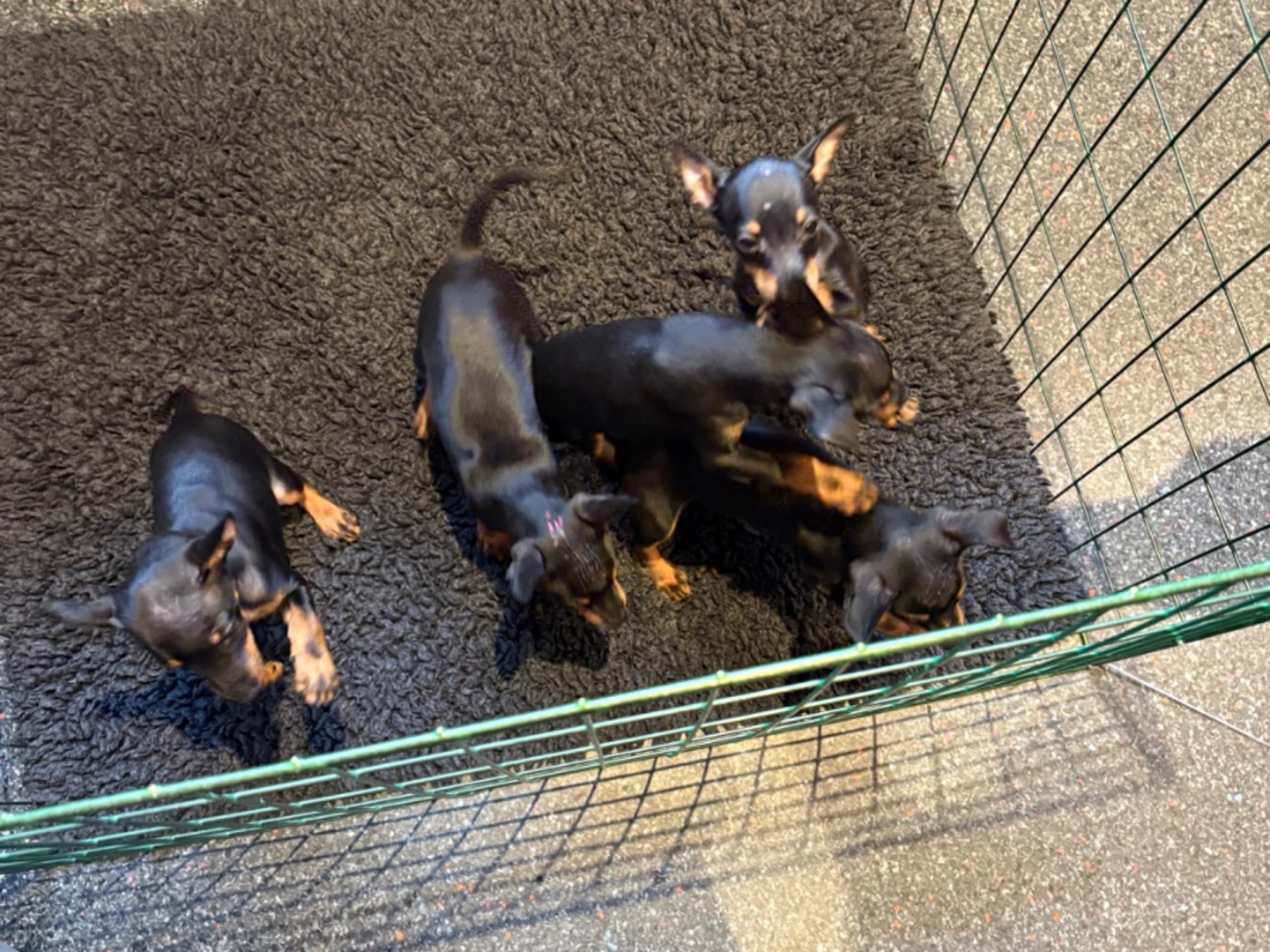 English Toy Terrier · Luleå · Snowfly's
