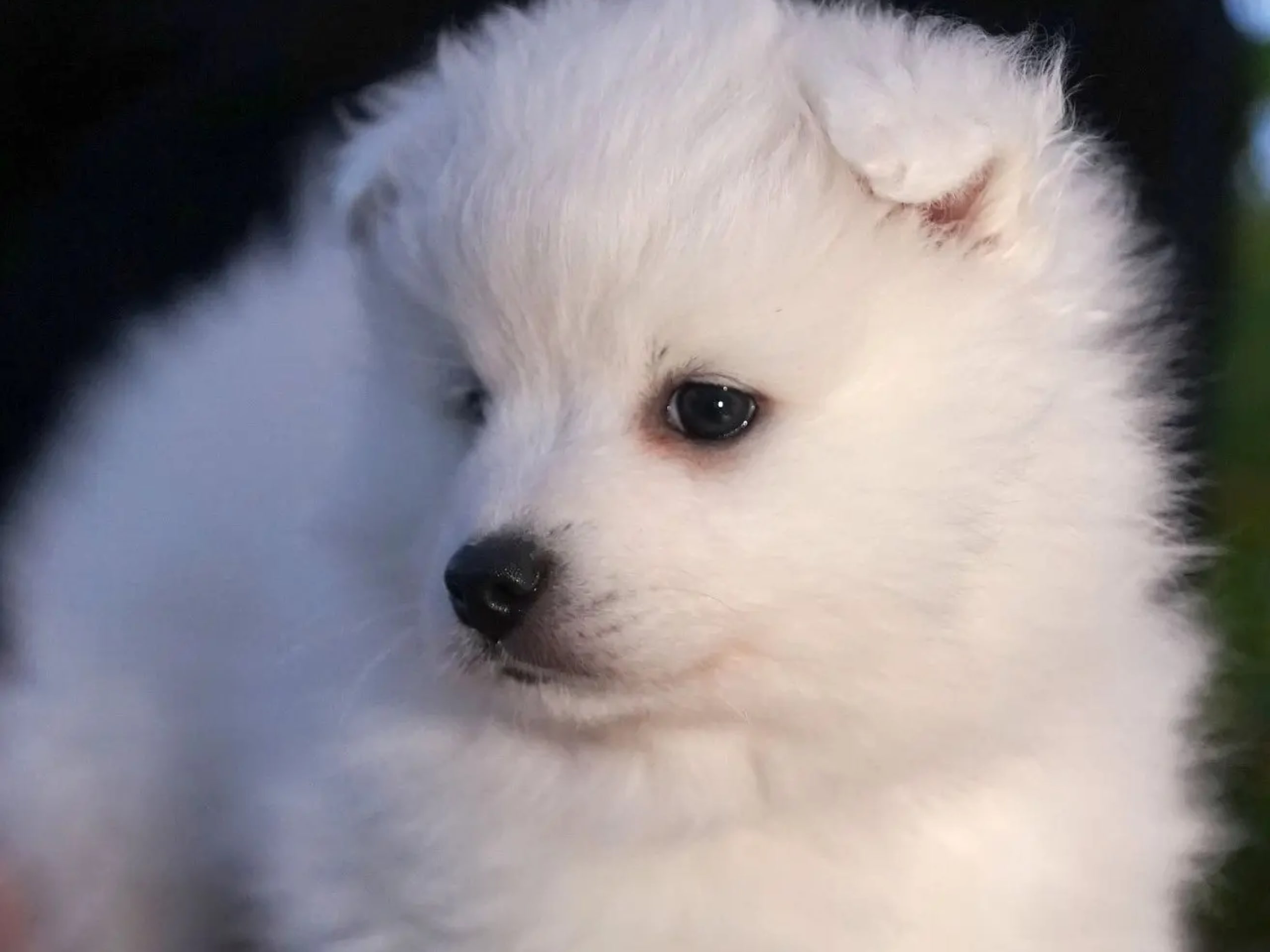 Japansk spids · Bryne · Nordic Happytails