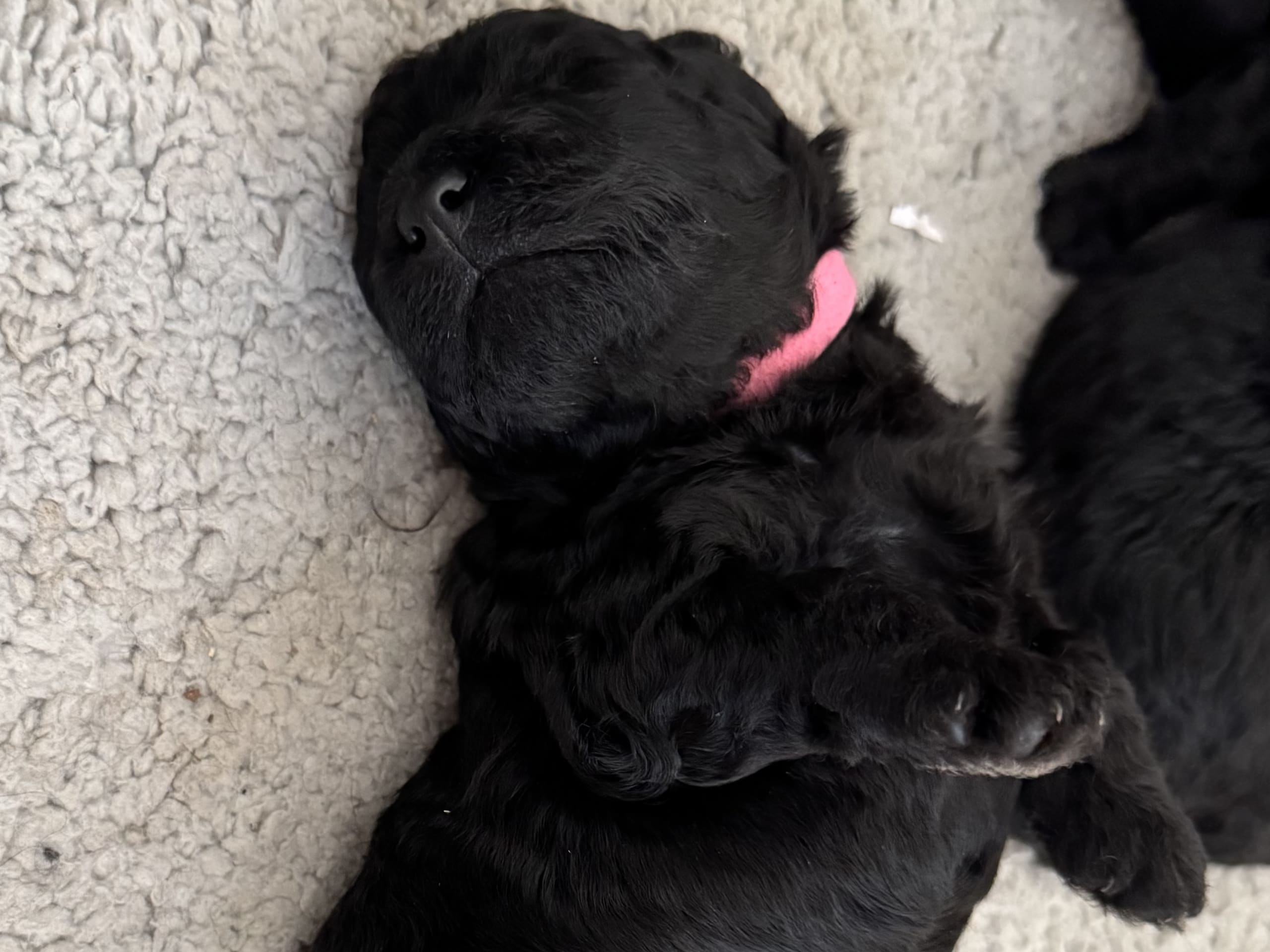 Pumi