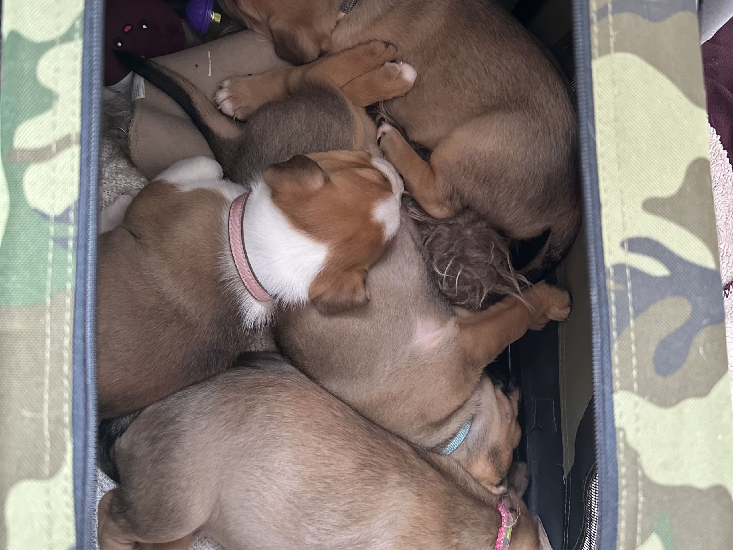 Fransk bulldog och Australiensisk Sheperd · Karlstad · Mia A.