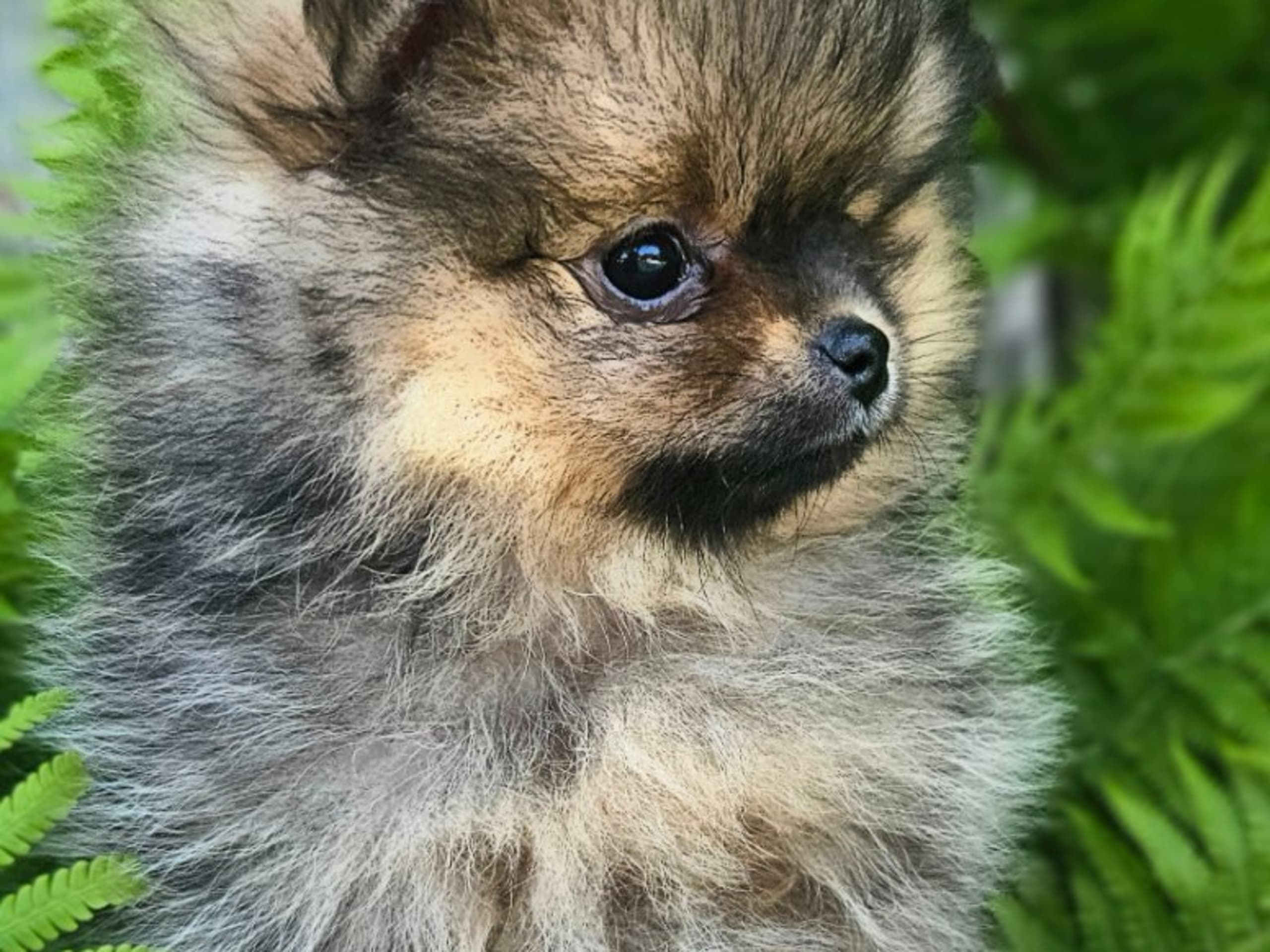 Pomeranian · Kågeröd · Tiny Winne