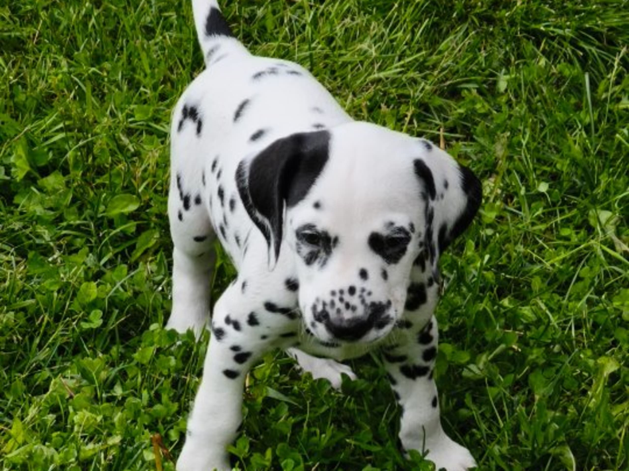 Dalmatian · Mora · Miss De Vil's