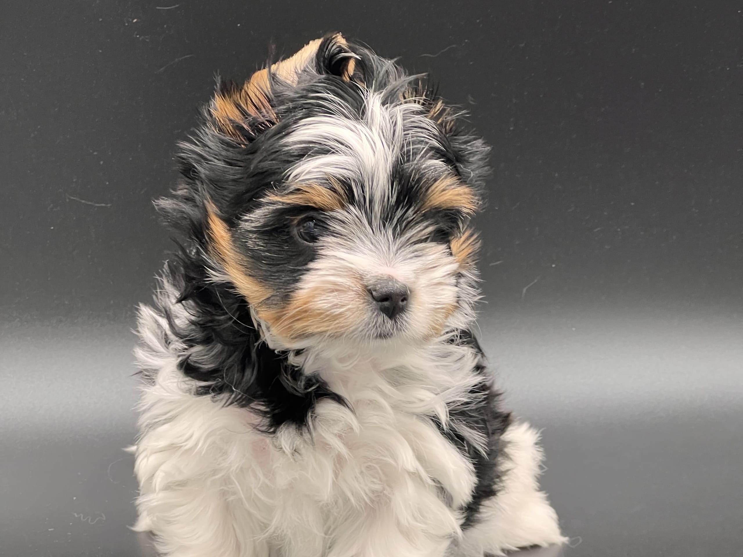 Biewer terrier · Myking · Golden Dreampaws