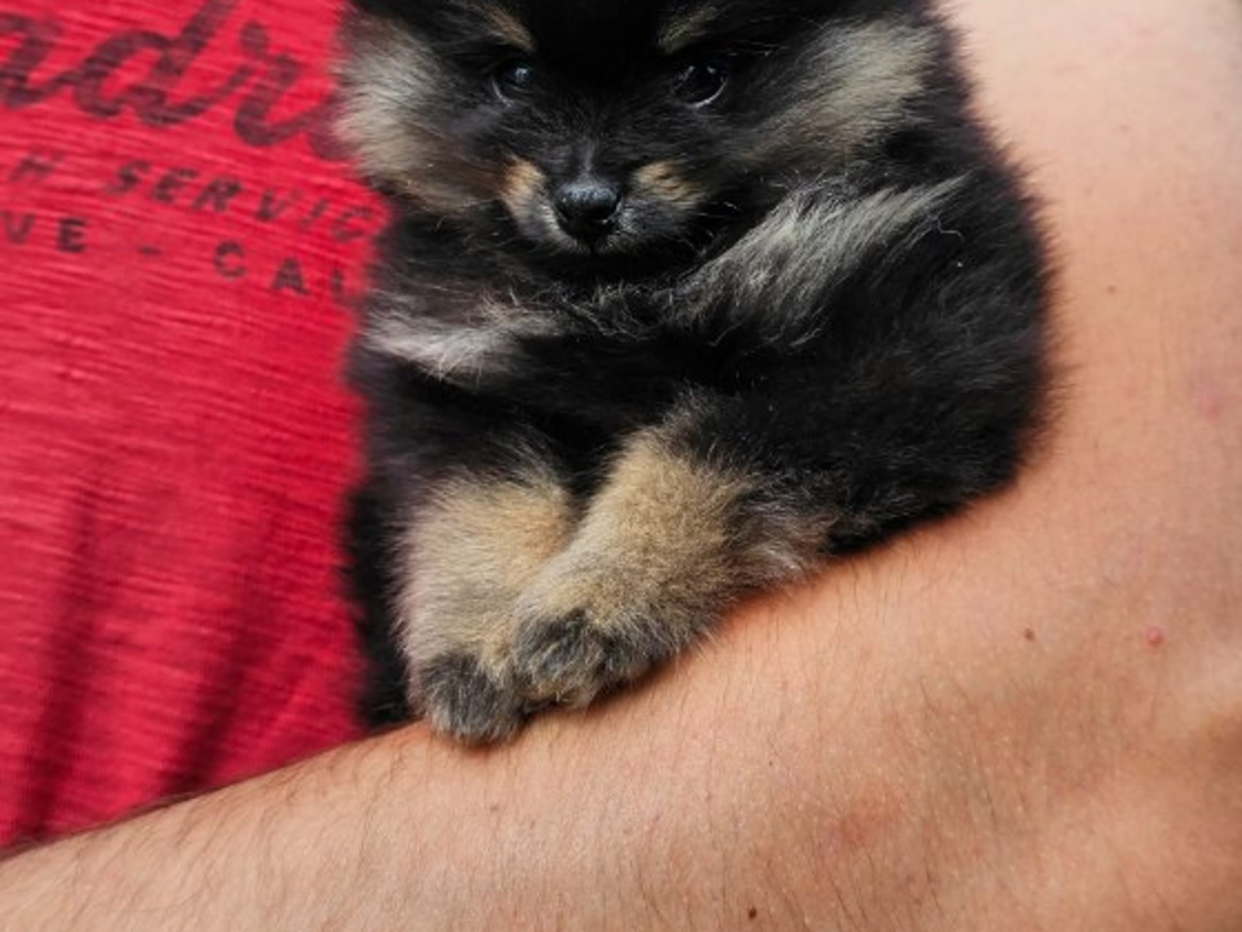 Pomeranian · Enköping · Pomsik Rakaaig