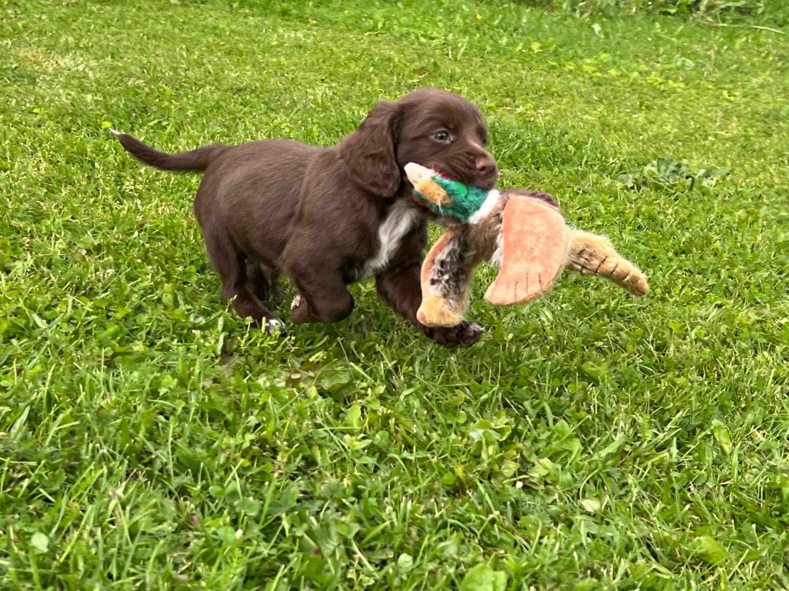 Cocker spaniel
