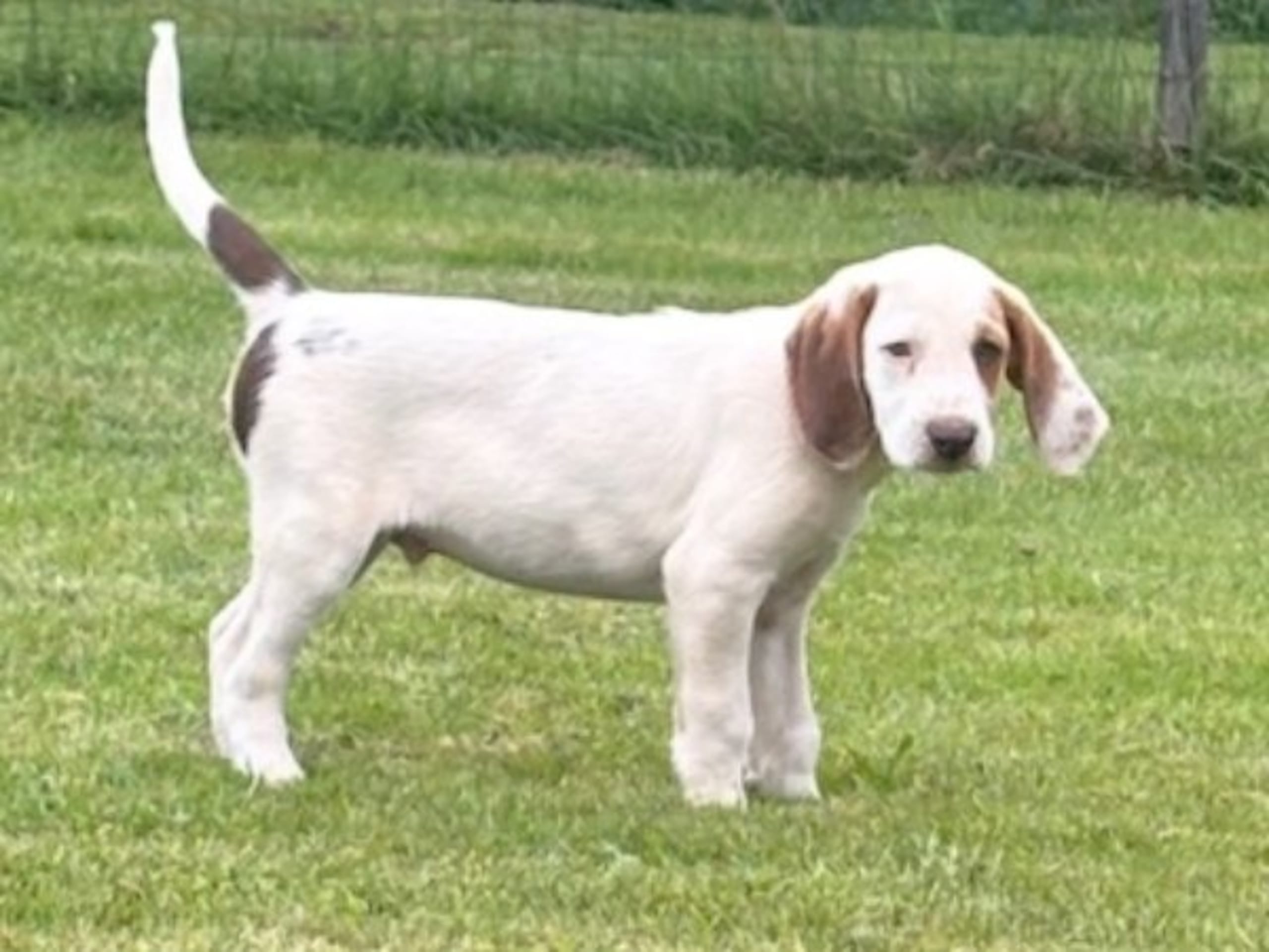 American Foxhound · Boxholm · Boxholmsjägarens