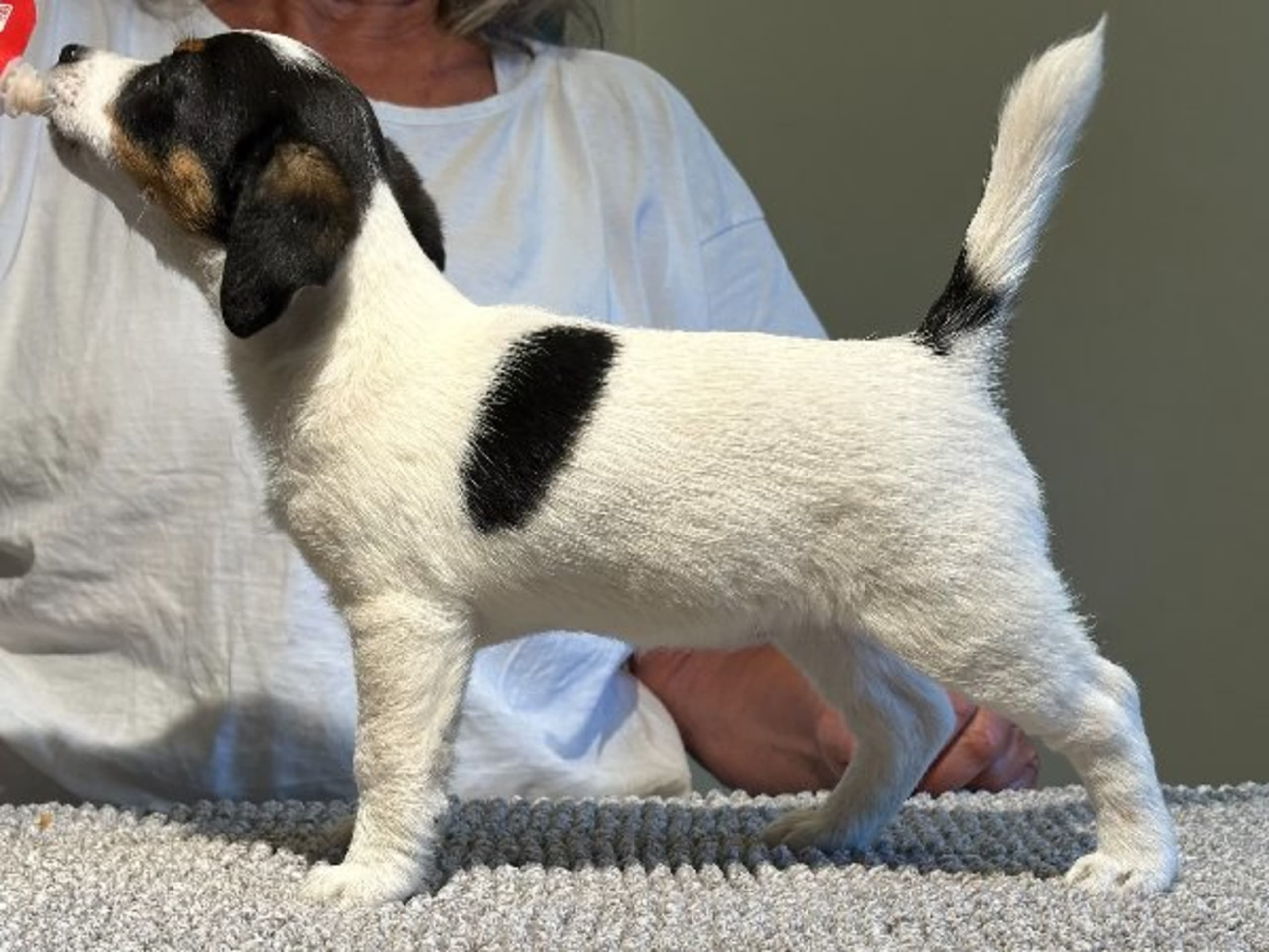 Jack Russell Terrier · Knivsta · Limelight Kennels