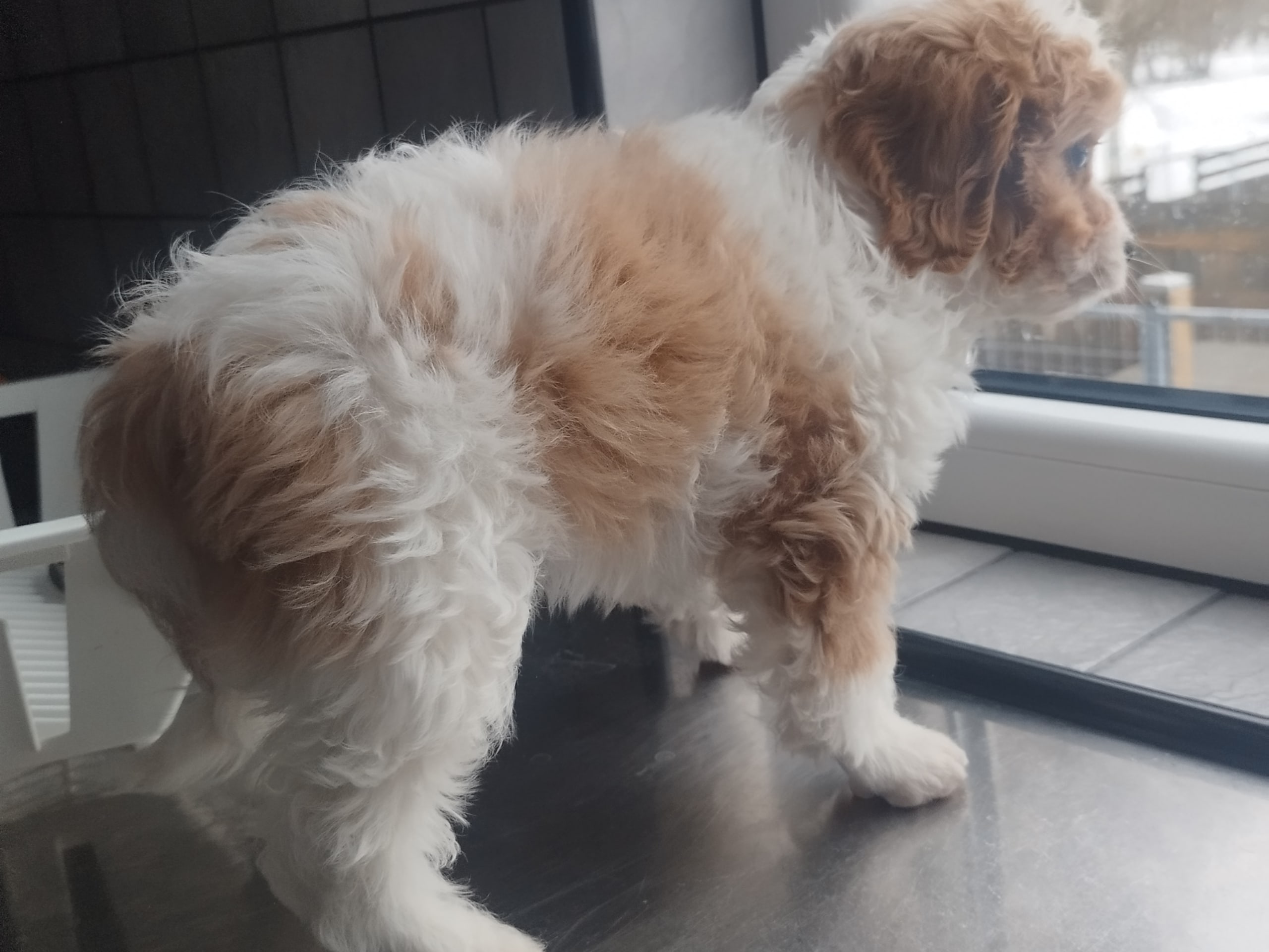 Hjortkvarns Cavapoo