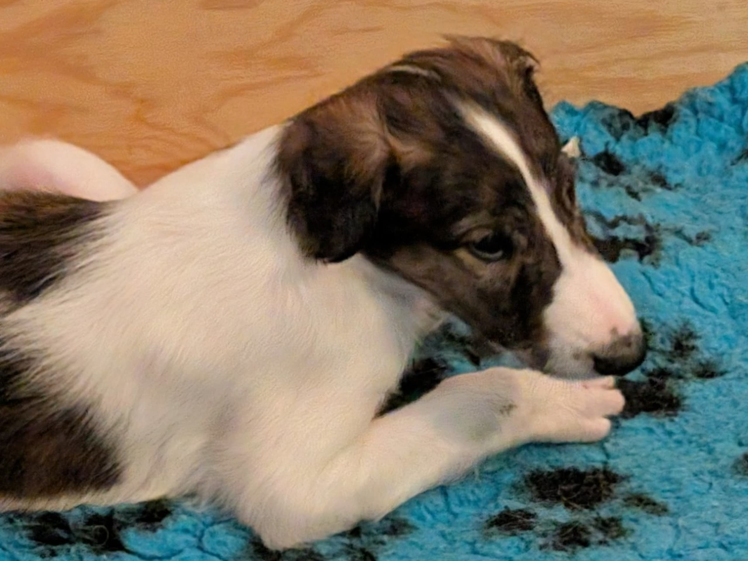 Borzoi · Västra Frölunda · Bravehounds
