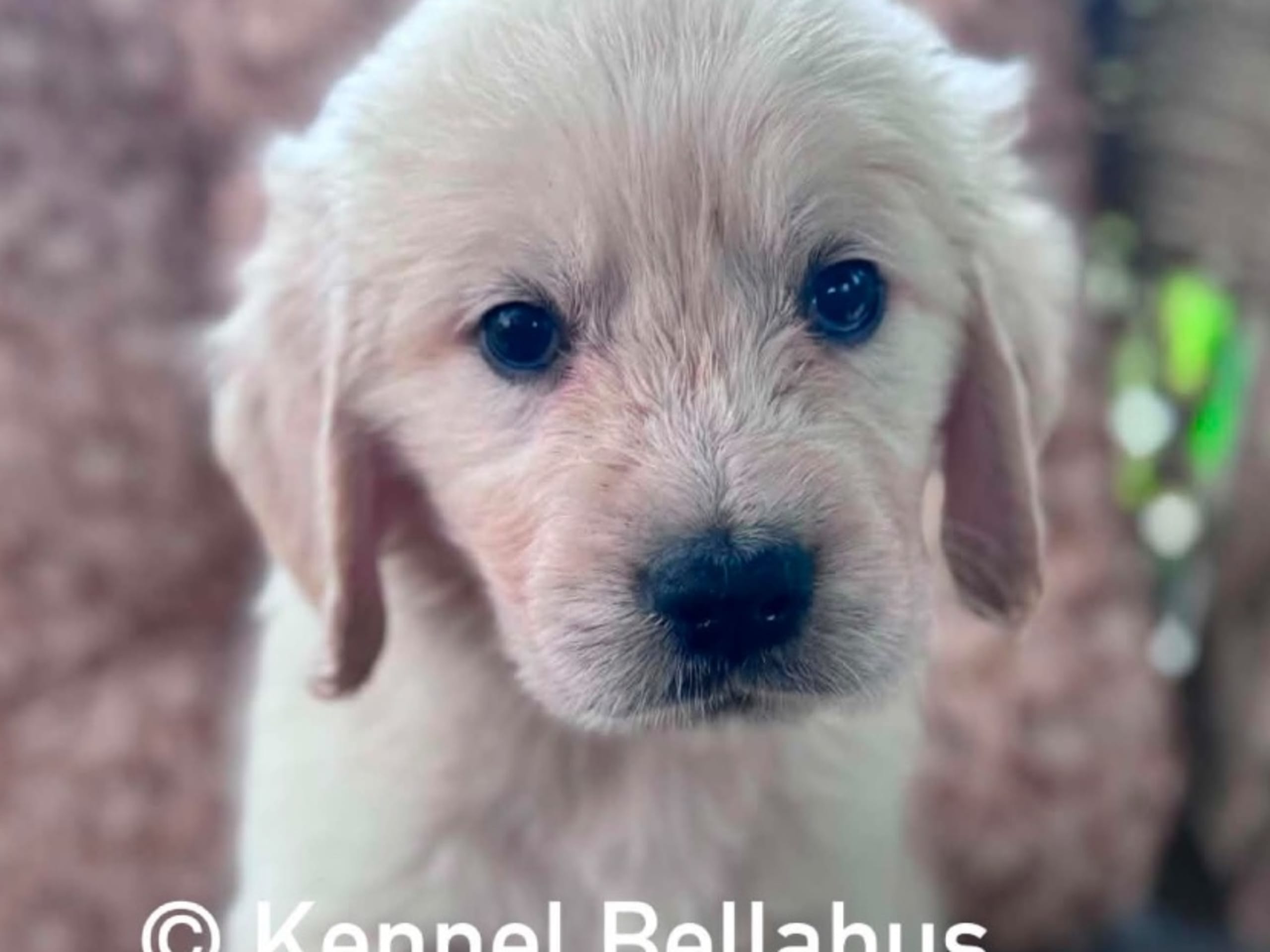 Golden retriever · Hökerum · Bellabus