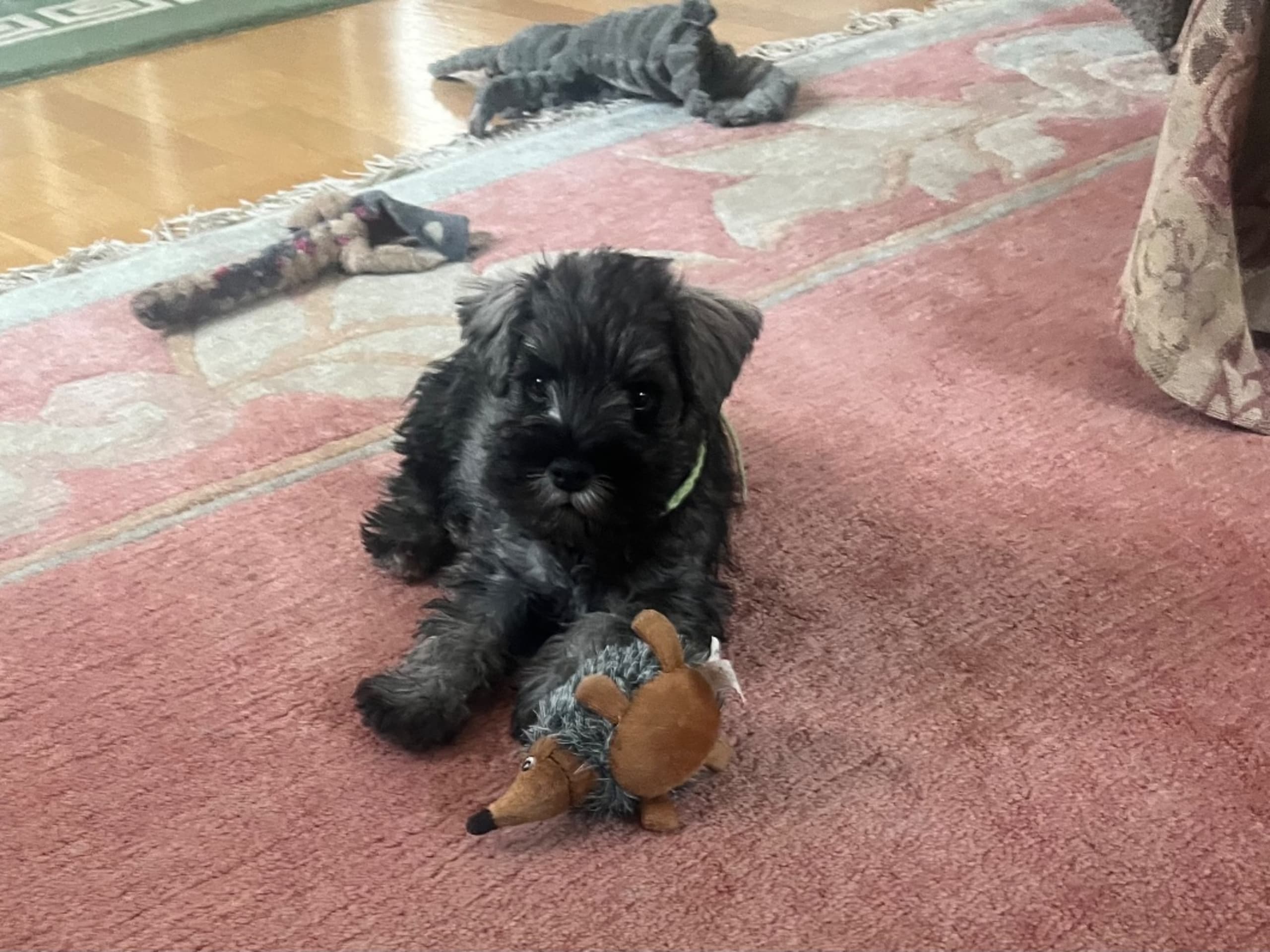 Dvergschnauzer