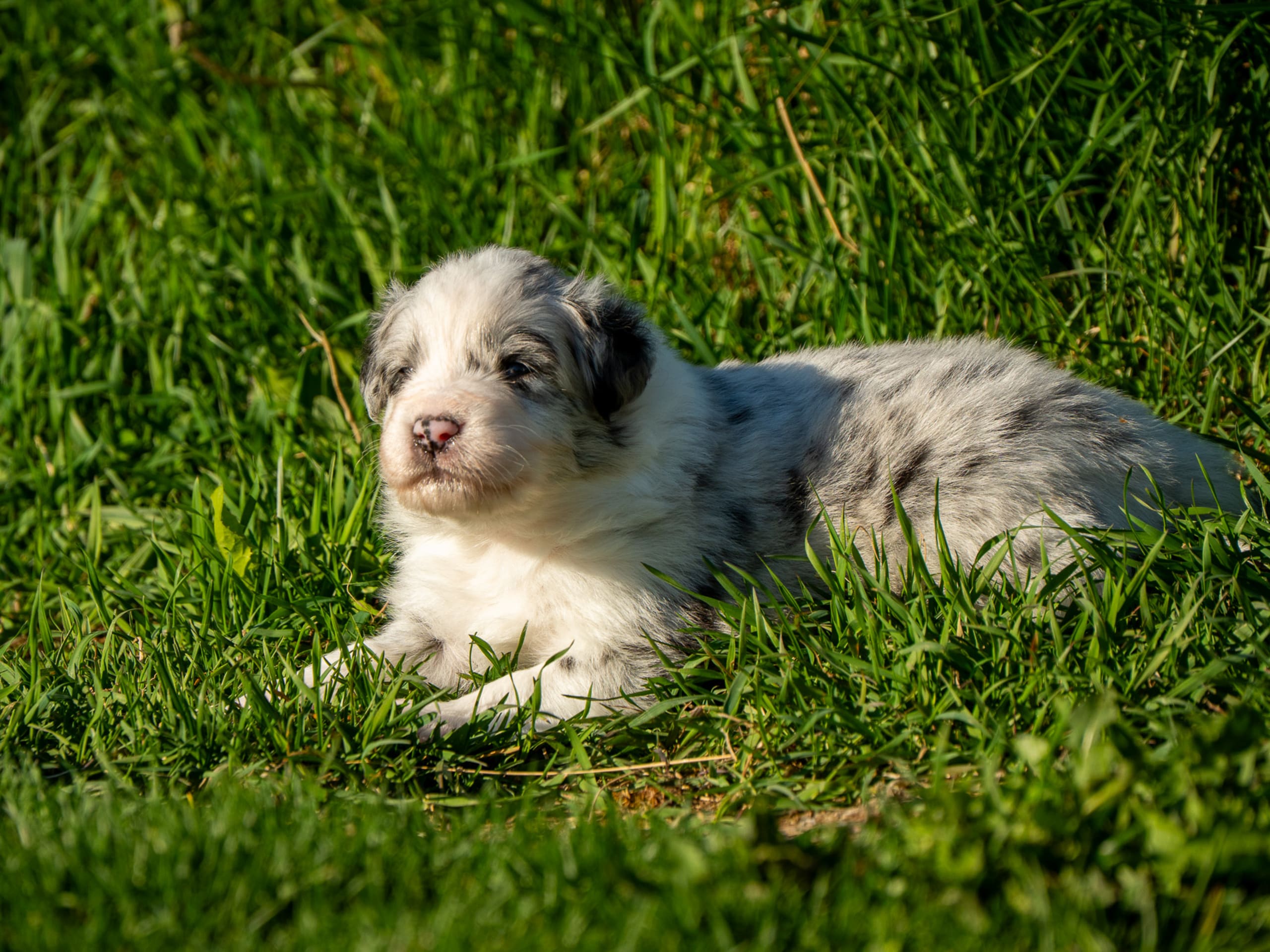 Australian shepherd