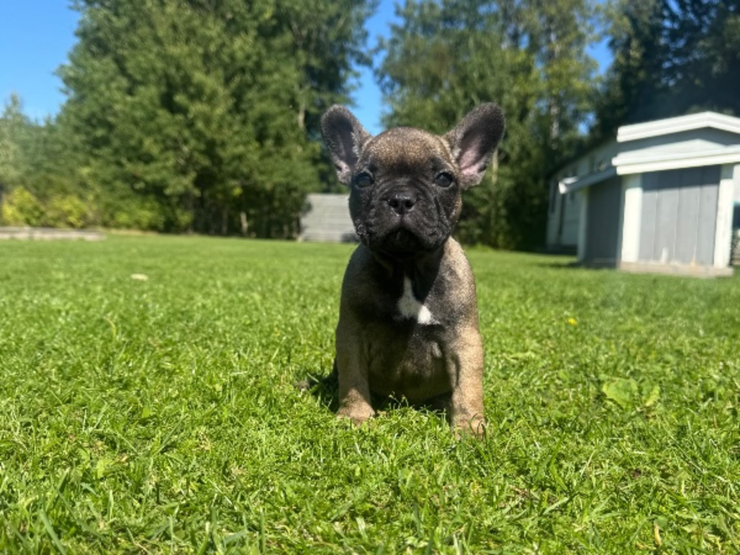 Fransk bulldogg