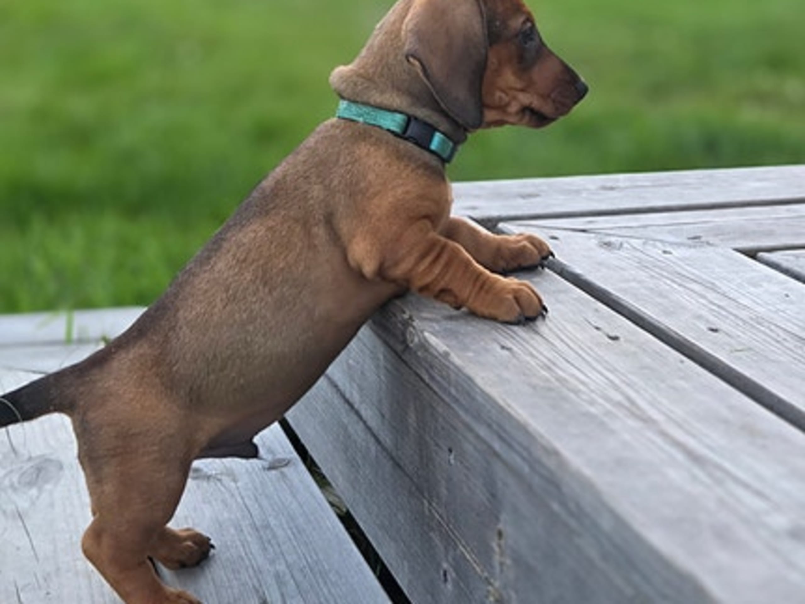Dachshund · Elverum · Kirsten Næss