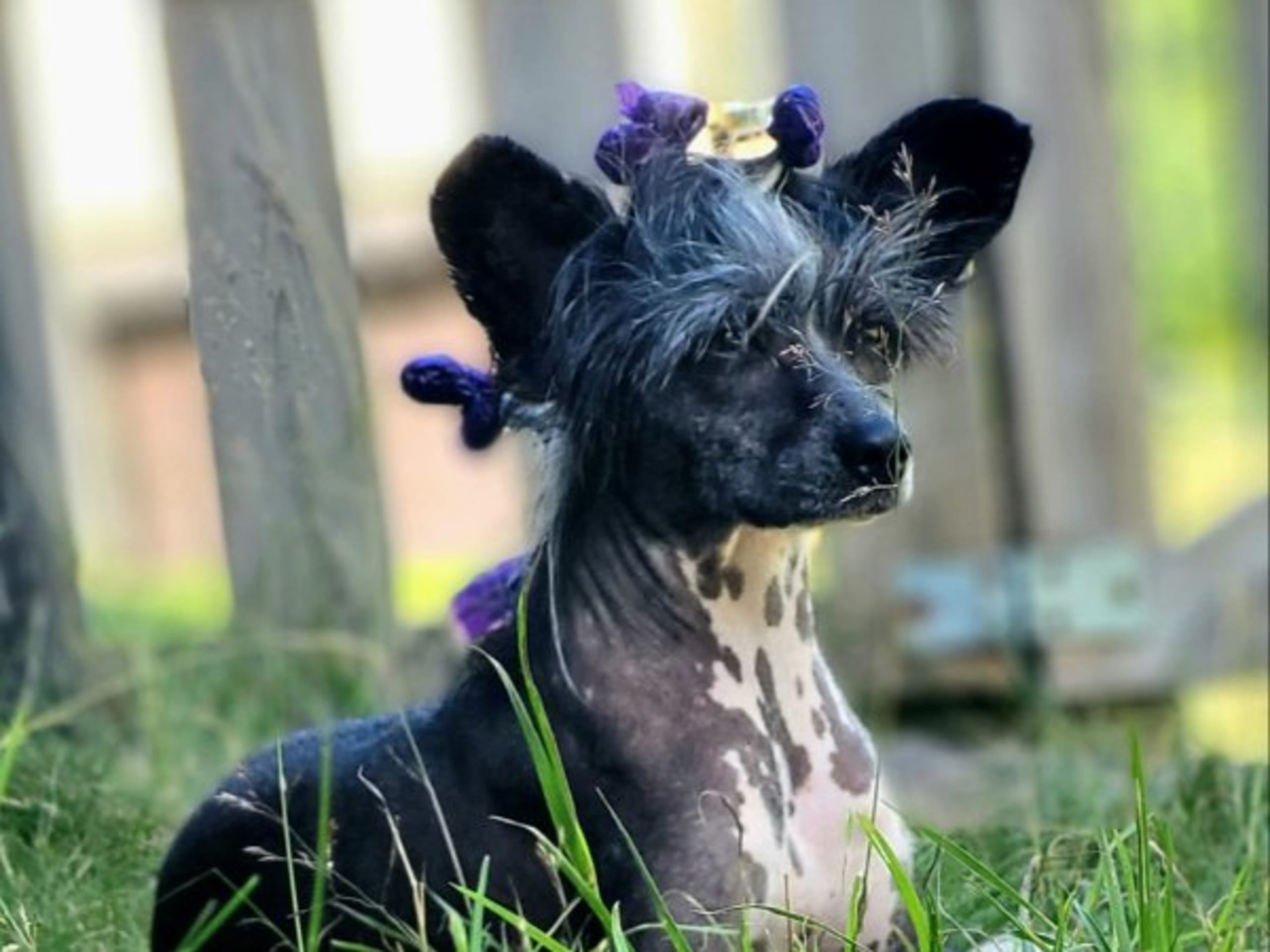 Chinese crested · Lesjöfors · av Da Mia Cuccia