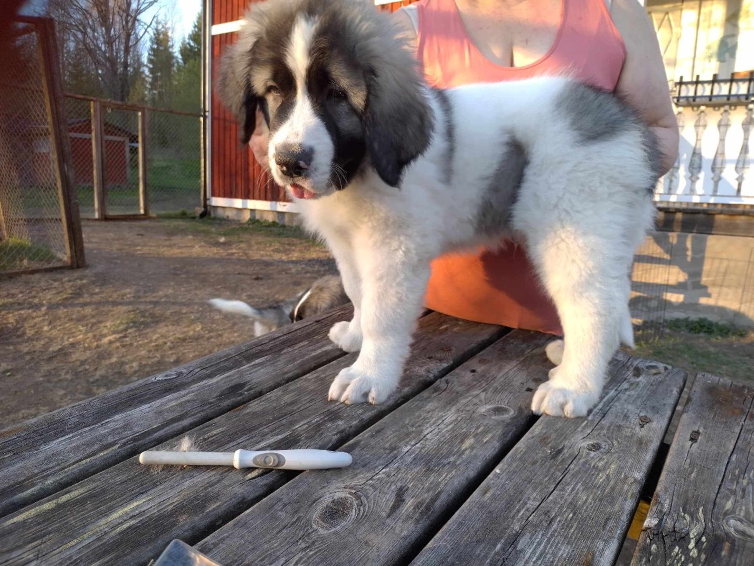 Pyrenean Mastiff · Grängesberg · Dulanilo's