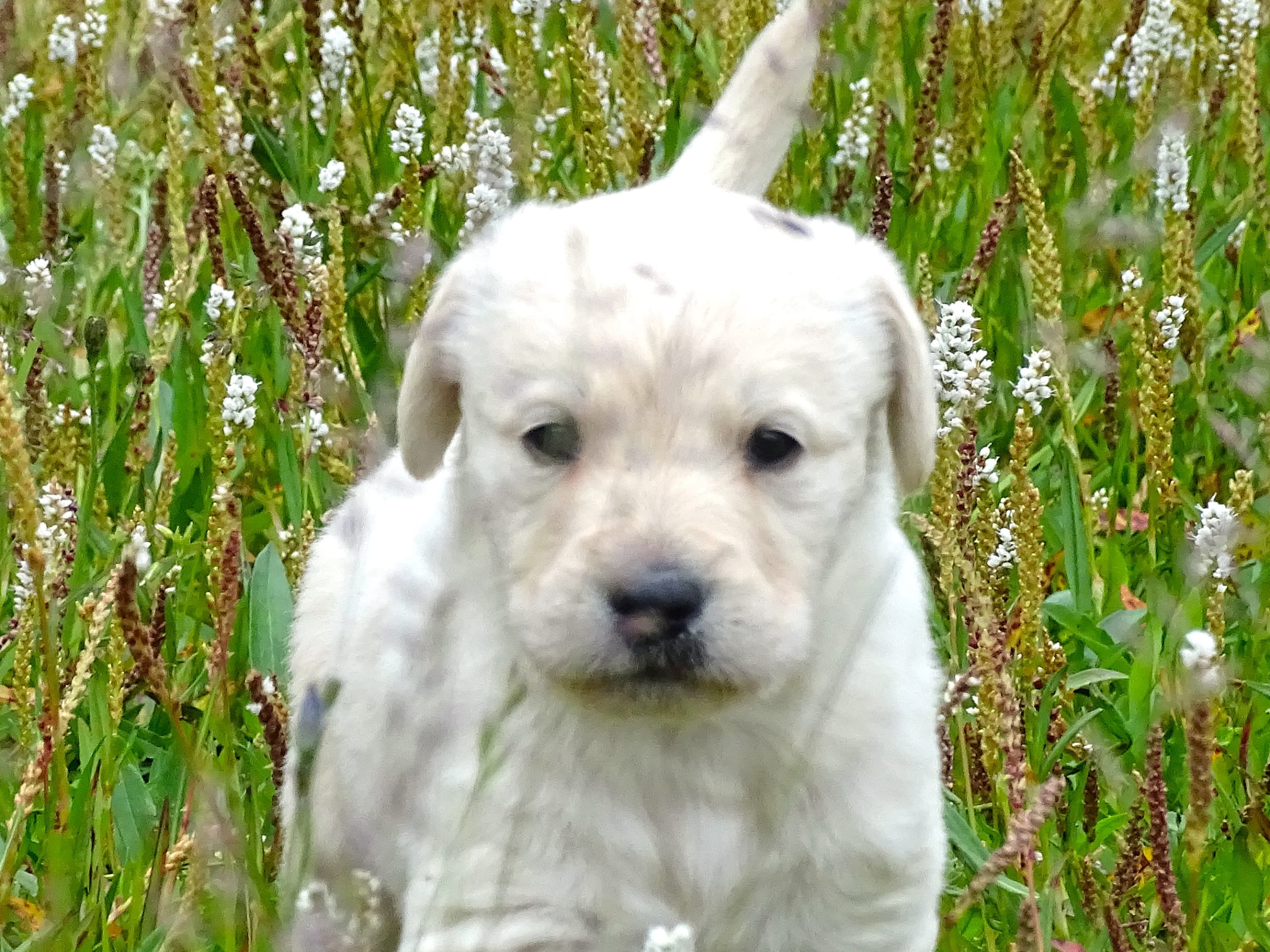 Labradoodle · överkalix · Humlehjarta